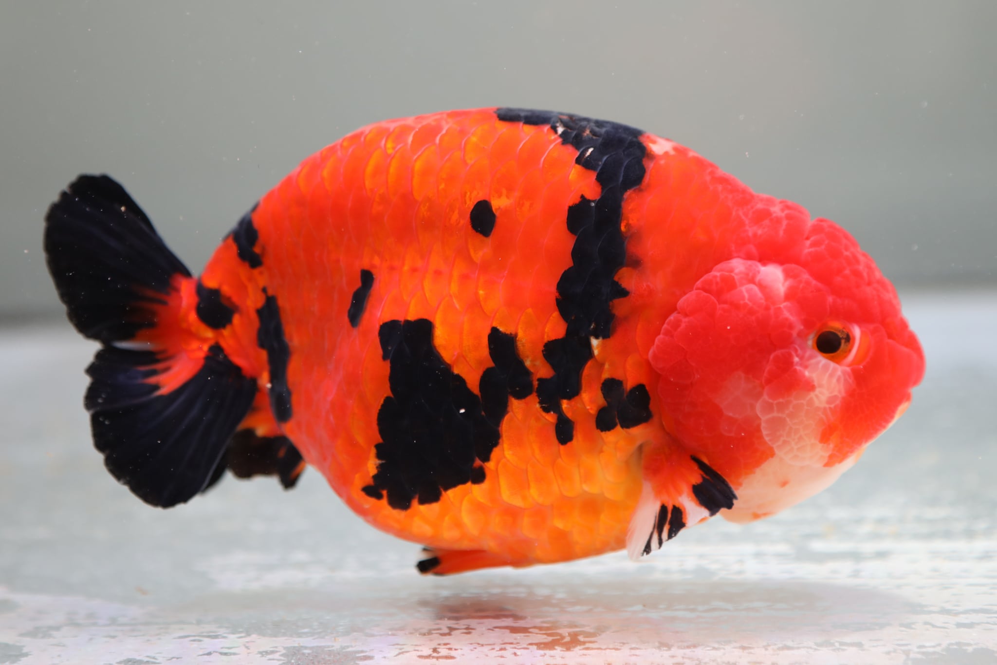 中国らんちゅう 江戸錦 16.0cm | 金魚大地