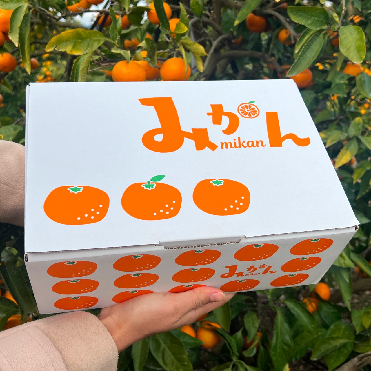完熟アルギットみかん 約5kg（極早生）