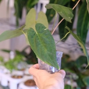 アンスリウム エース オブ スペード(AOS) × パピリラミナム(FS)② / Anthurium Ace of spades × Papillilaminum / 観葉植物<育て方・花言葉>