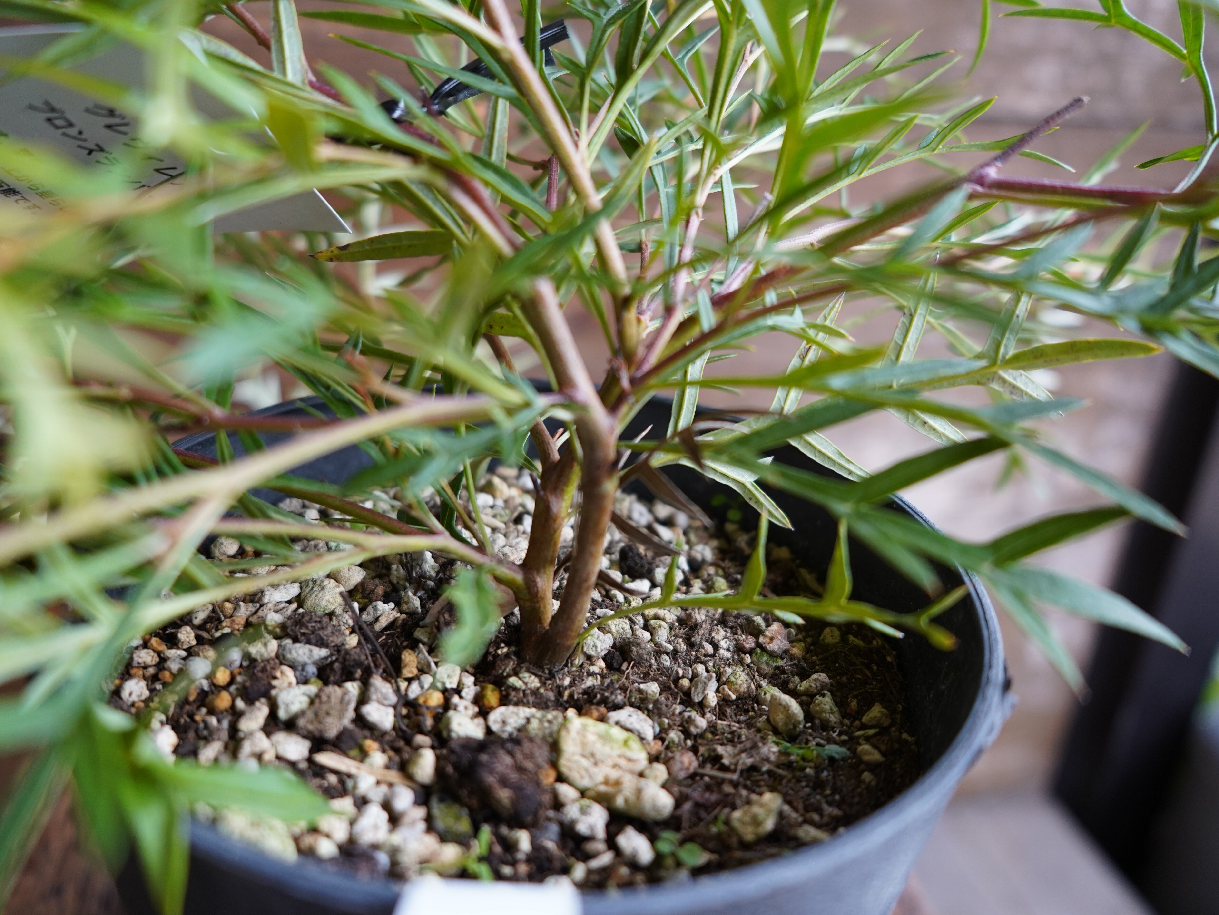 【現物】グレビレア ”ブロンズランバー” B