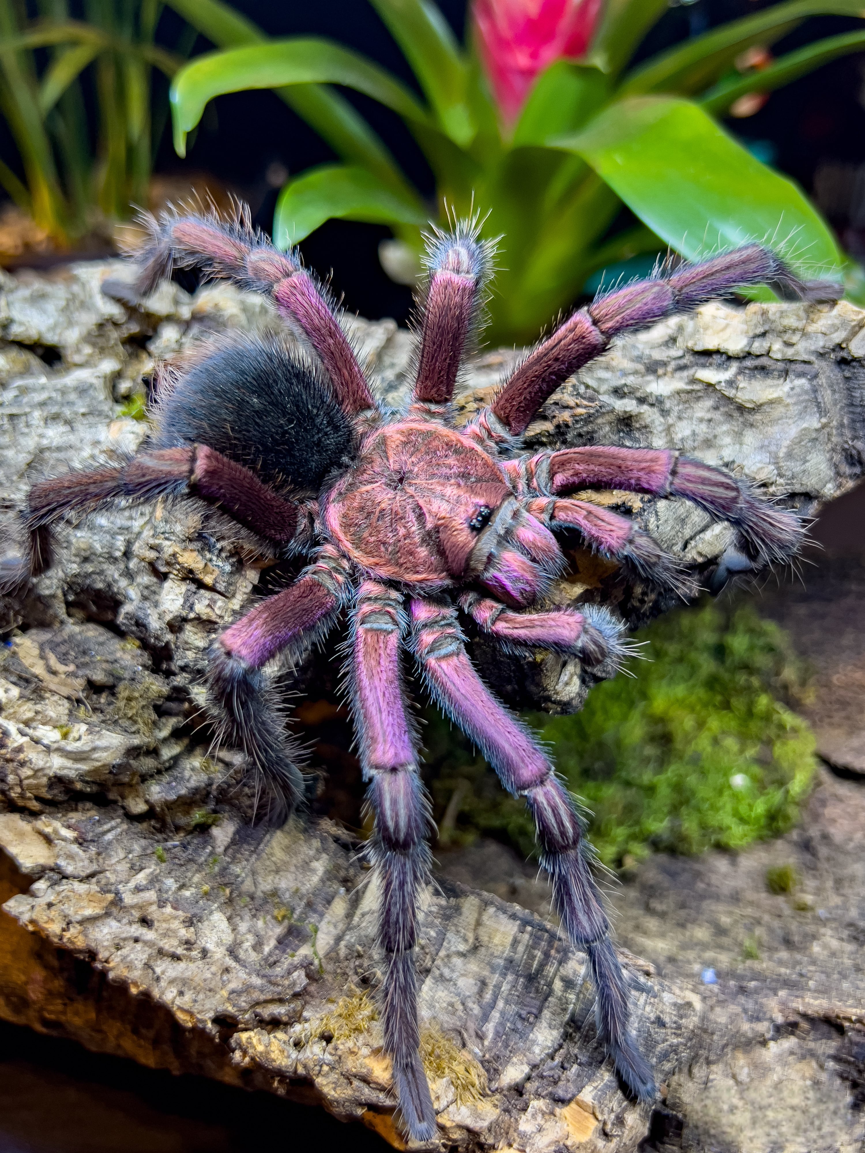Scolopendra paradoxa | Taran Terra Japan