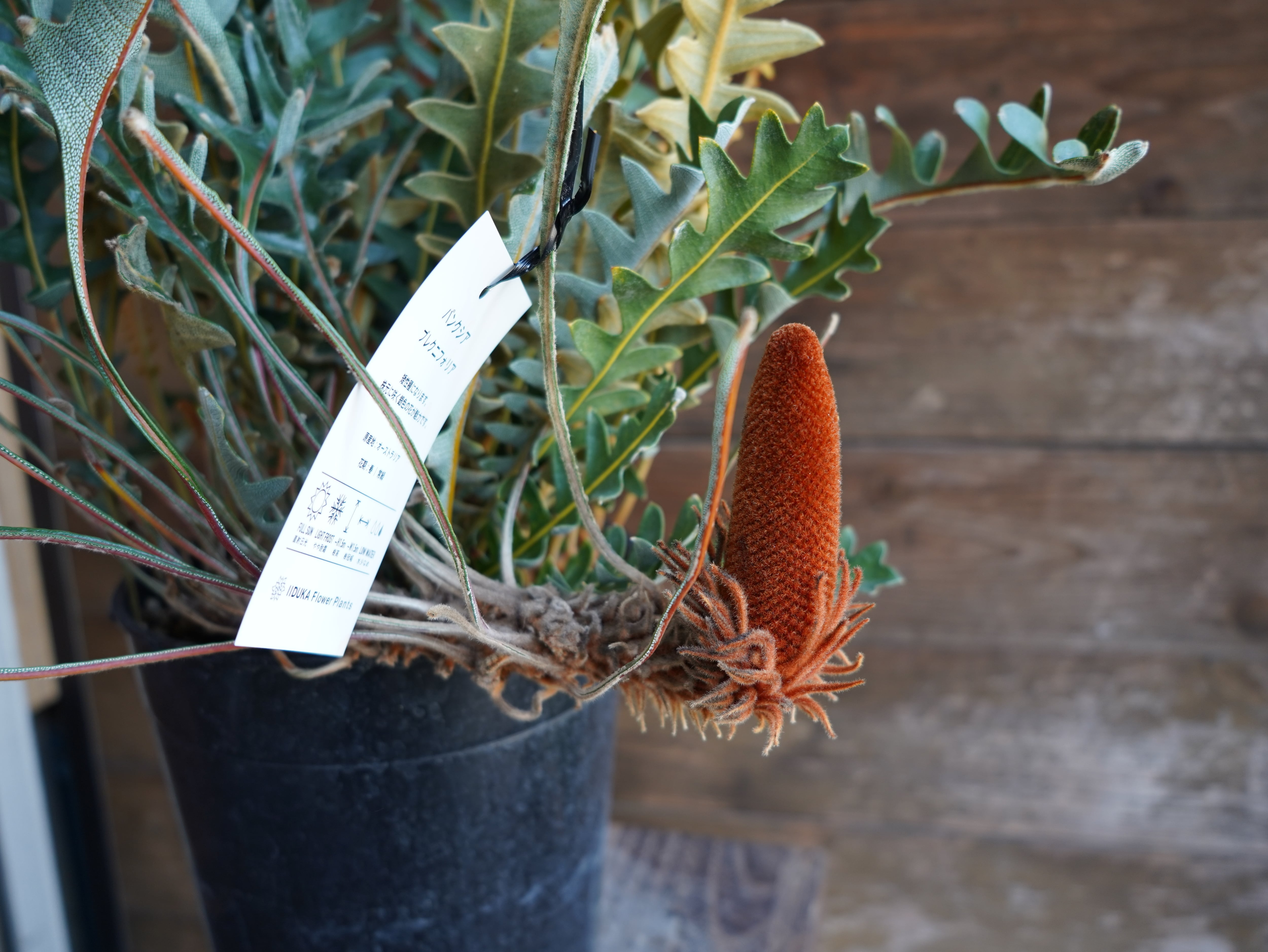 【現物】バンクシア "ブレイクニフォリア"