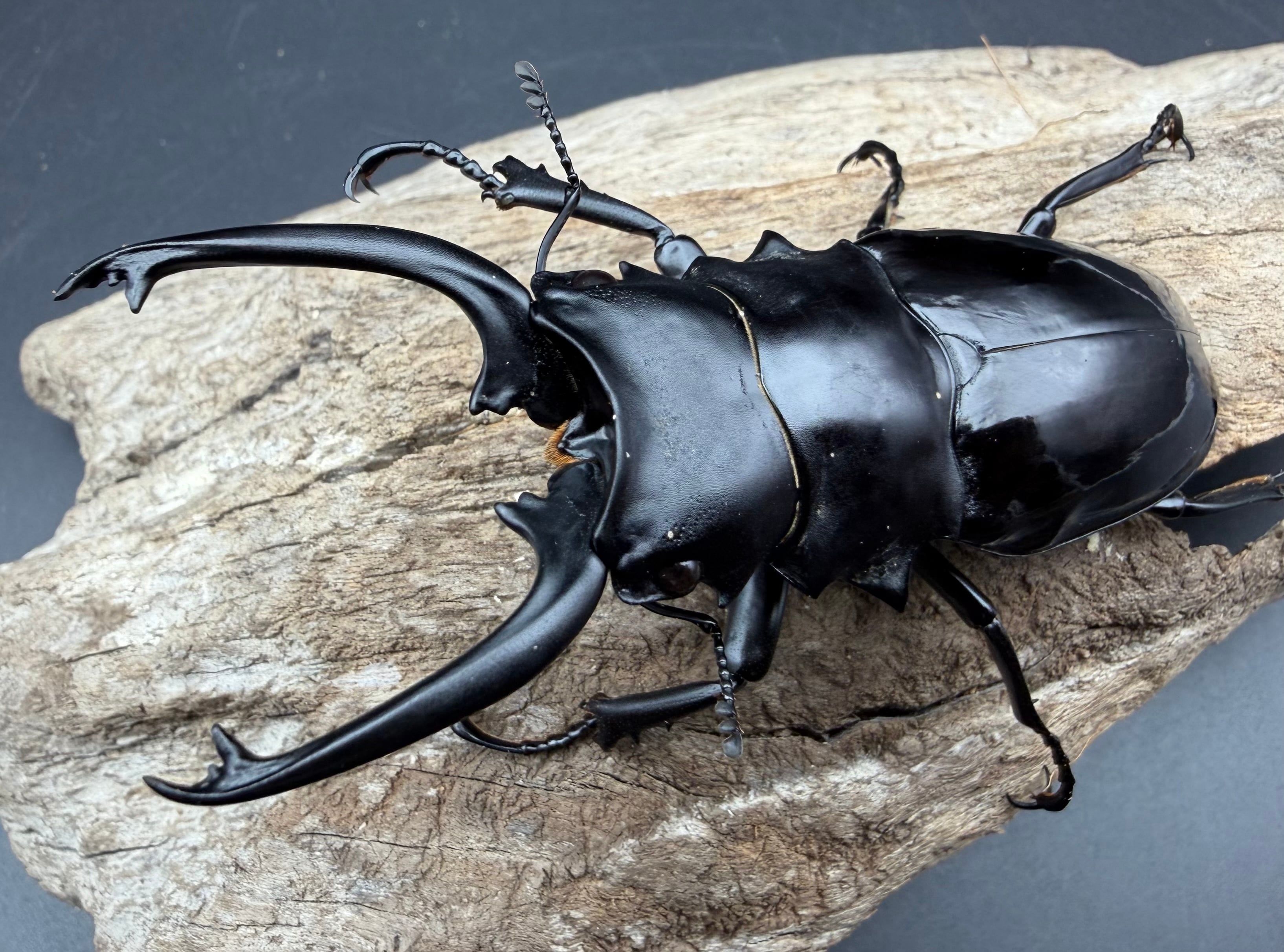 WD】《ダールマンツヤクワガタ亜種セレベンシス 89mm ペア》 | KPW公式