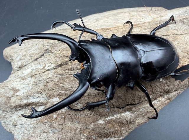 【WD】《ダールマンツヤクワガタ亜種セレベンシス 89mm ペア》