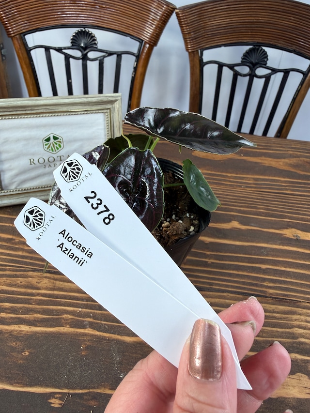 ★2378【赤紫葉脈の美】アロカシア　アズラニー（3.5号ポット）