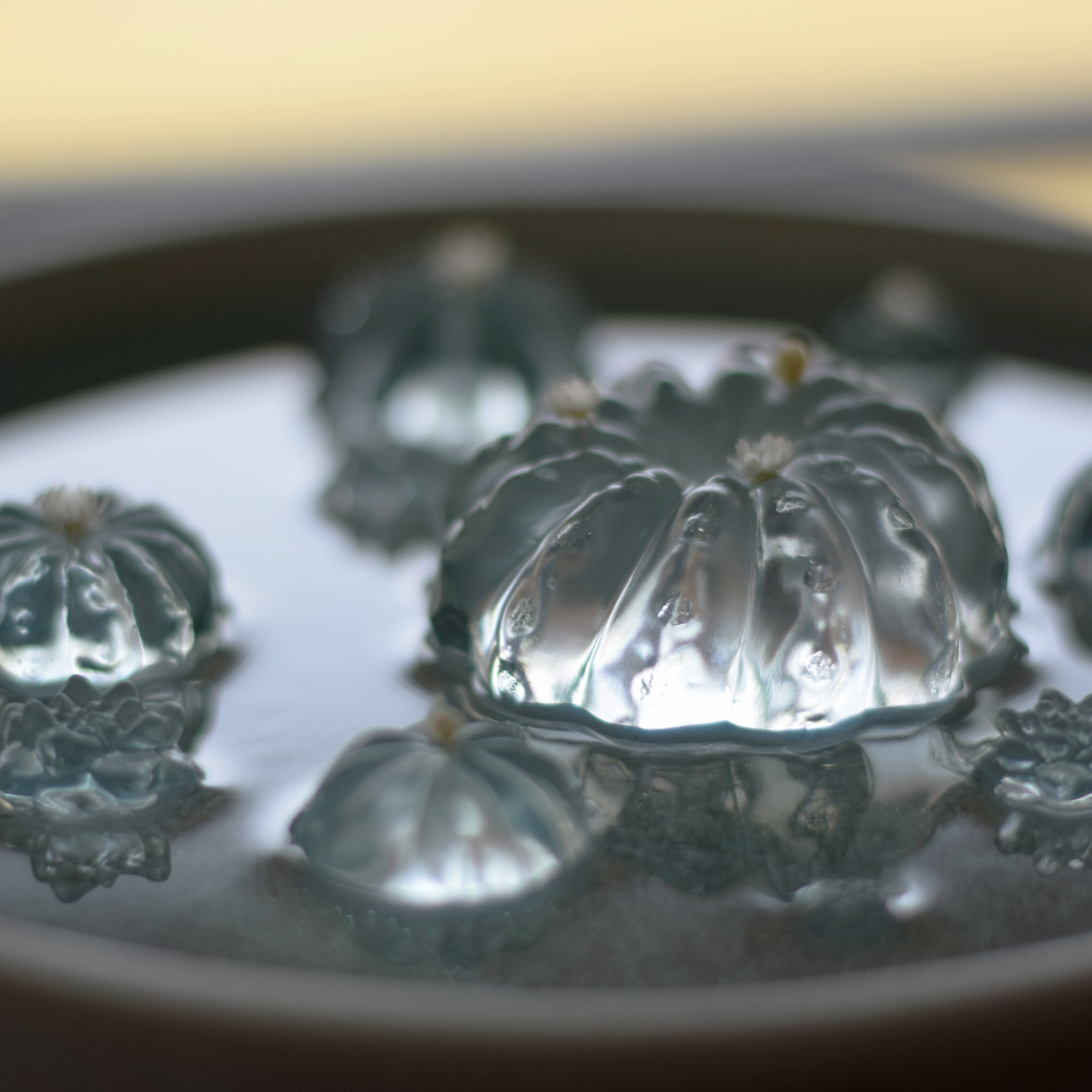 water cactus (玉サボテン) | Sabotensi