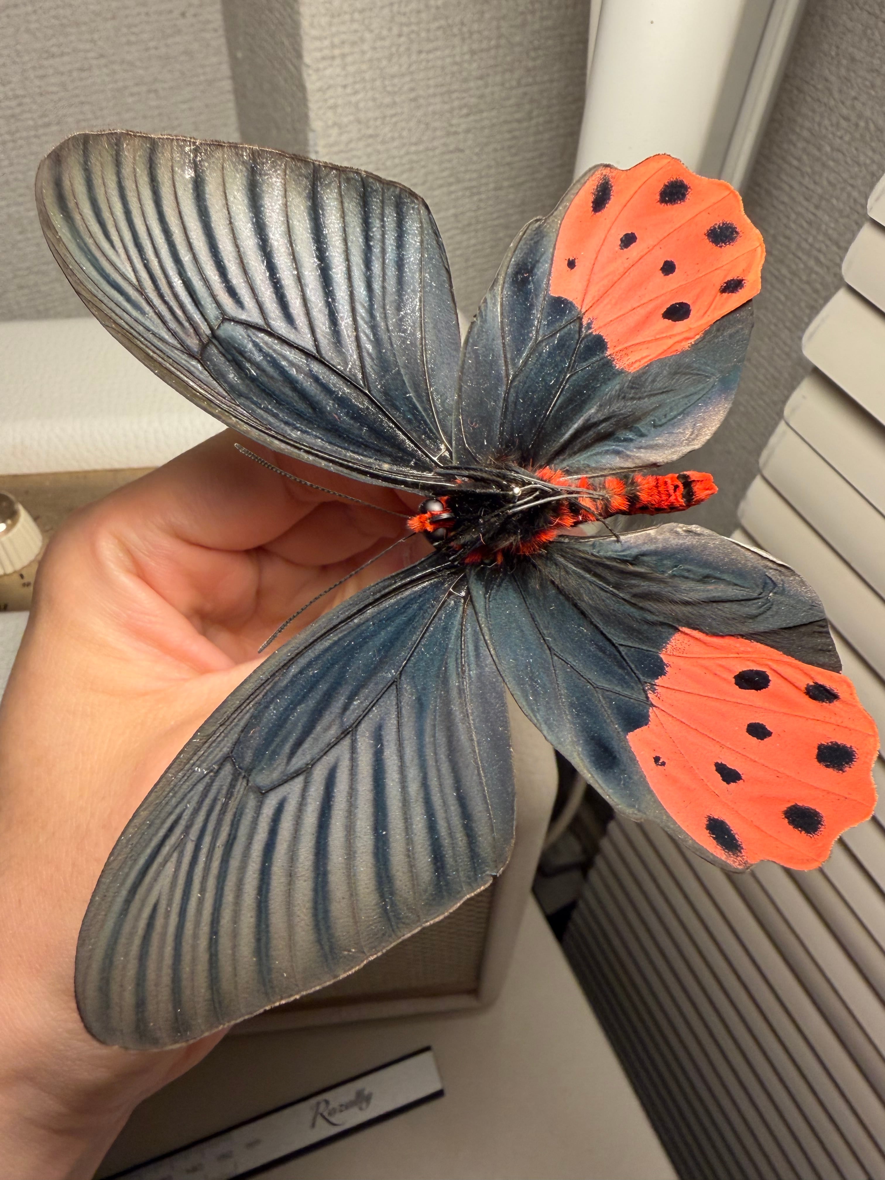 裏展翅♂】アケボノアゲハ Atrophaneura horishana 標本 Papilio 蝶