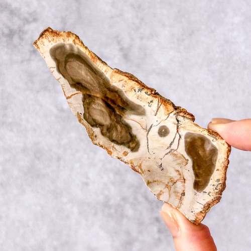 ペトリファイドウッド 01 プレート ＊ Petrified Wood ＊ 天然石