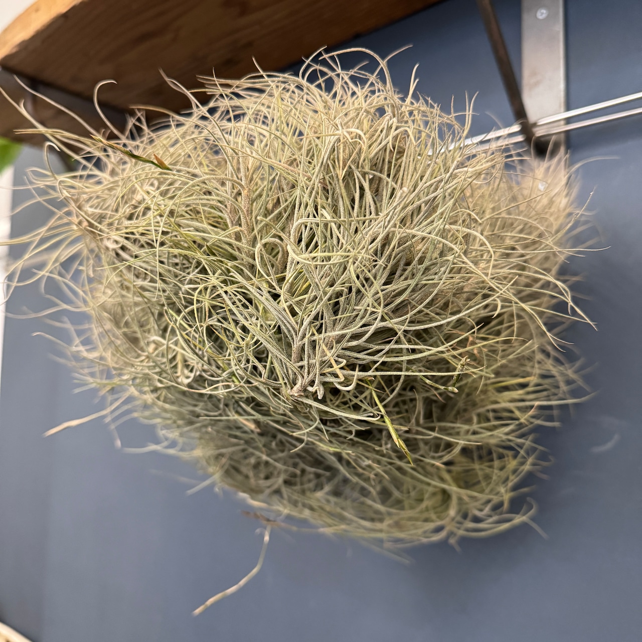 チランジア バンデンシス クランプ【302】