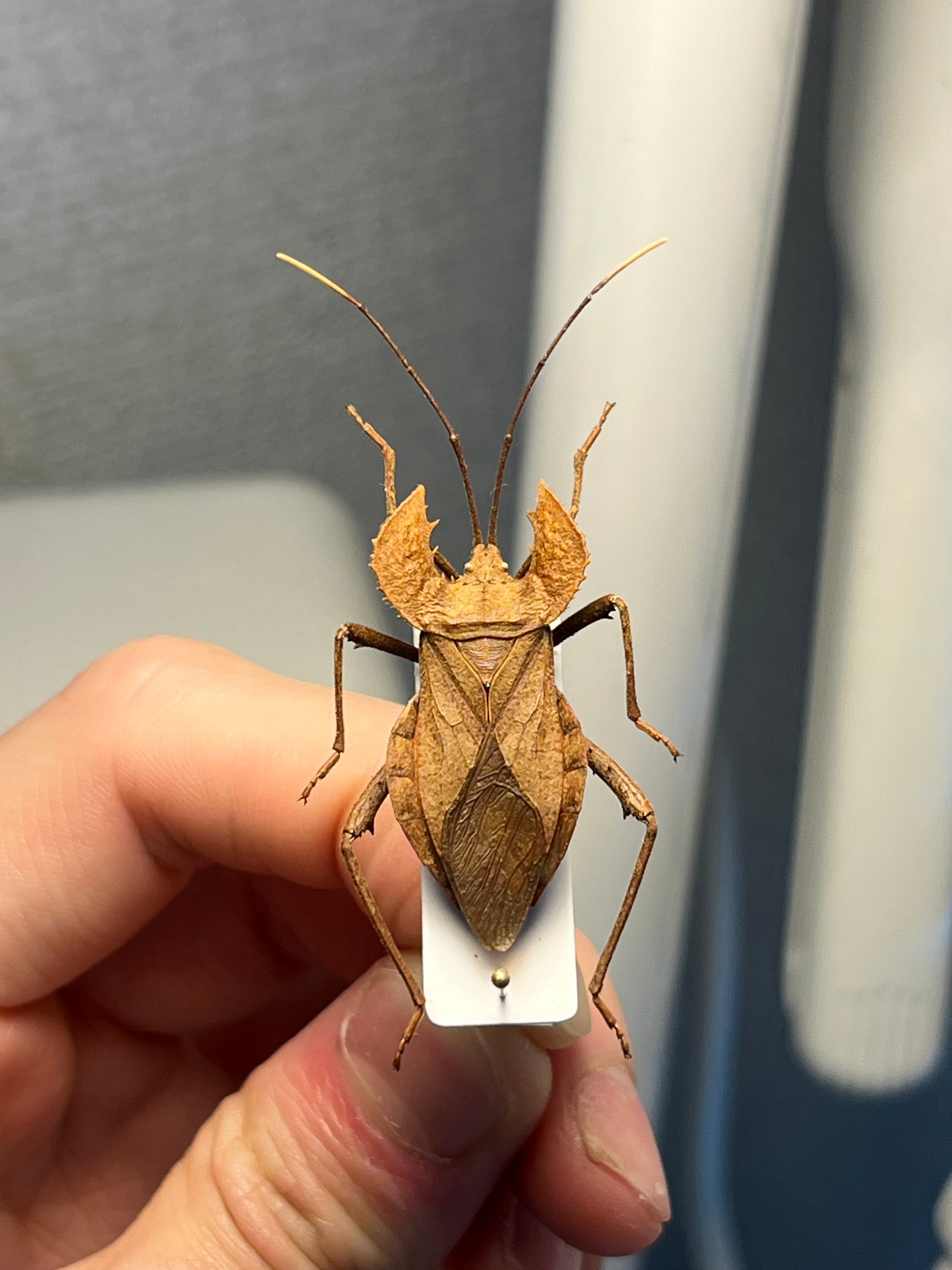 極美展足】オウサマヘリカメムシに酷似のカメムシ サシガメ甲虫昆虫