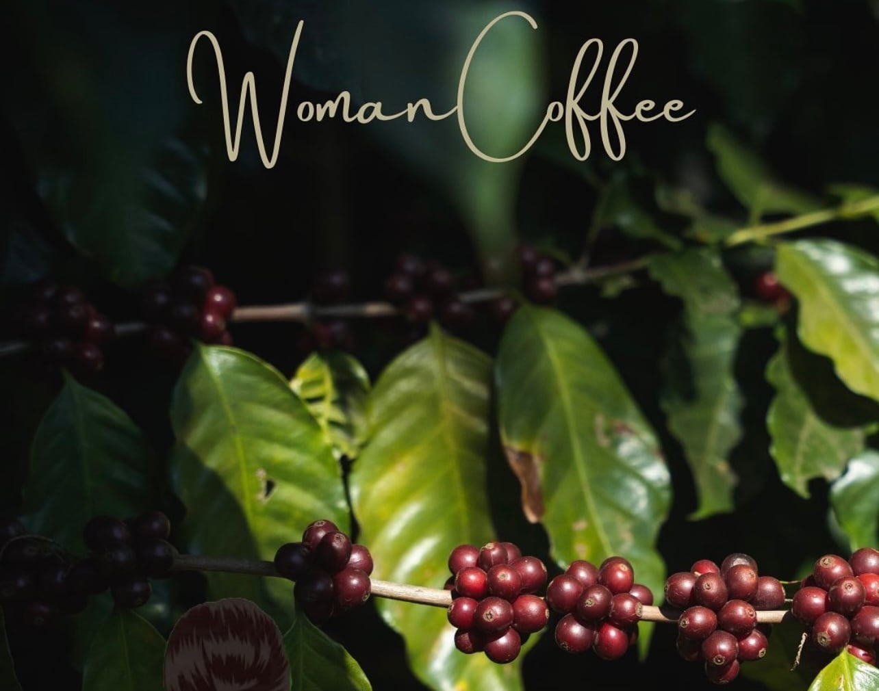 定期便ダークロストセレクション150gx2