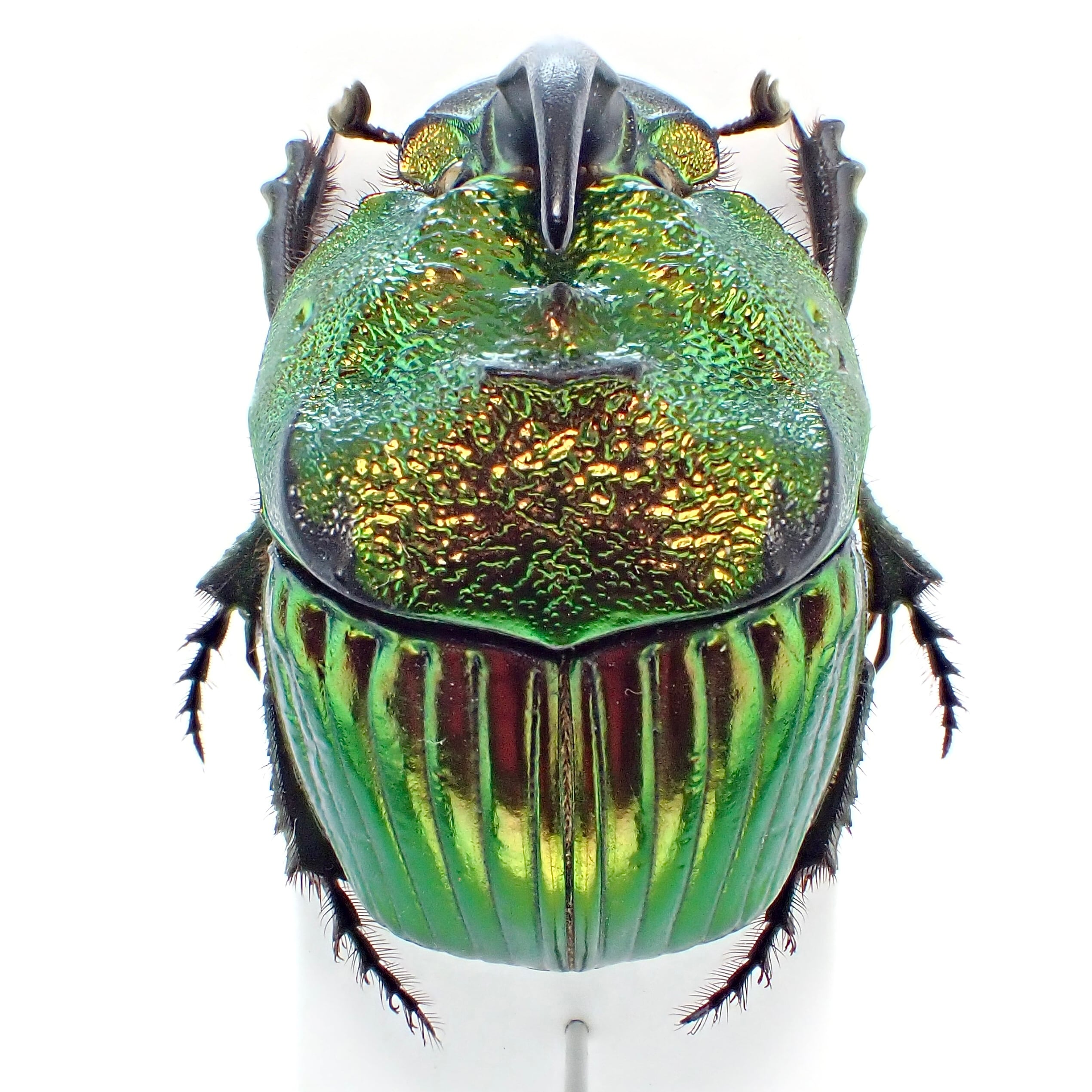 メキシコ産 Phanaeus mexicanus ♂ 22mm 緑橙 XL | 昆虫標本 Diggers