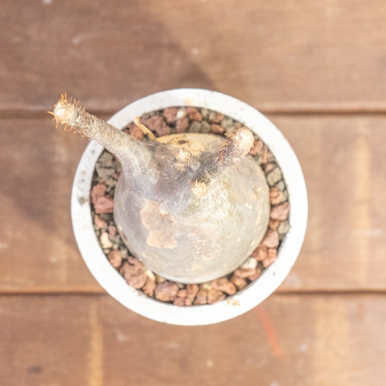 グラキリス(26cm胴回り)|現地株らしい荒肌と生命感あふれる枝ぶり【発根済】【モルタル鉢仕立て】