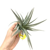 チランジア　ムロルム【618】