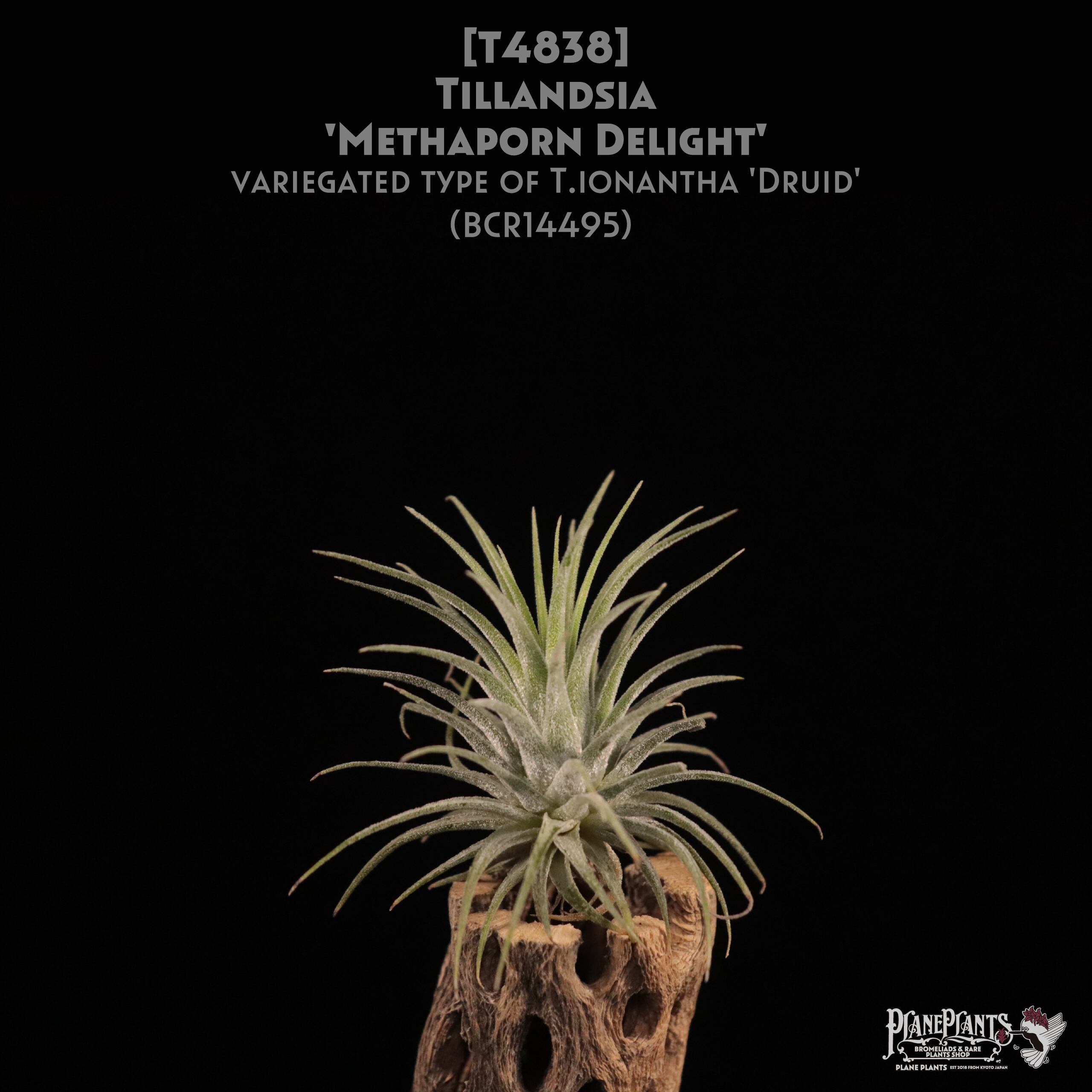 Tillandsia Methaporn Delight 速達発送 Tillandsia Methaporn Delight 速達発送 Tillandsia Methaporn Delight