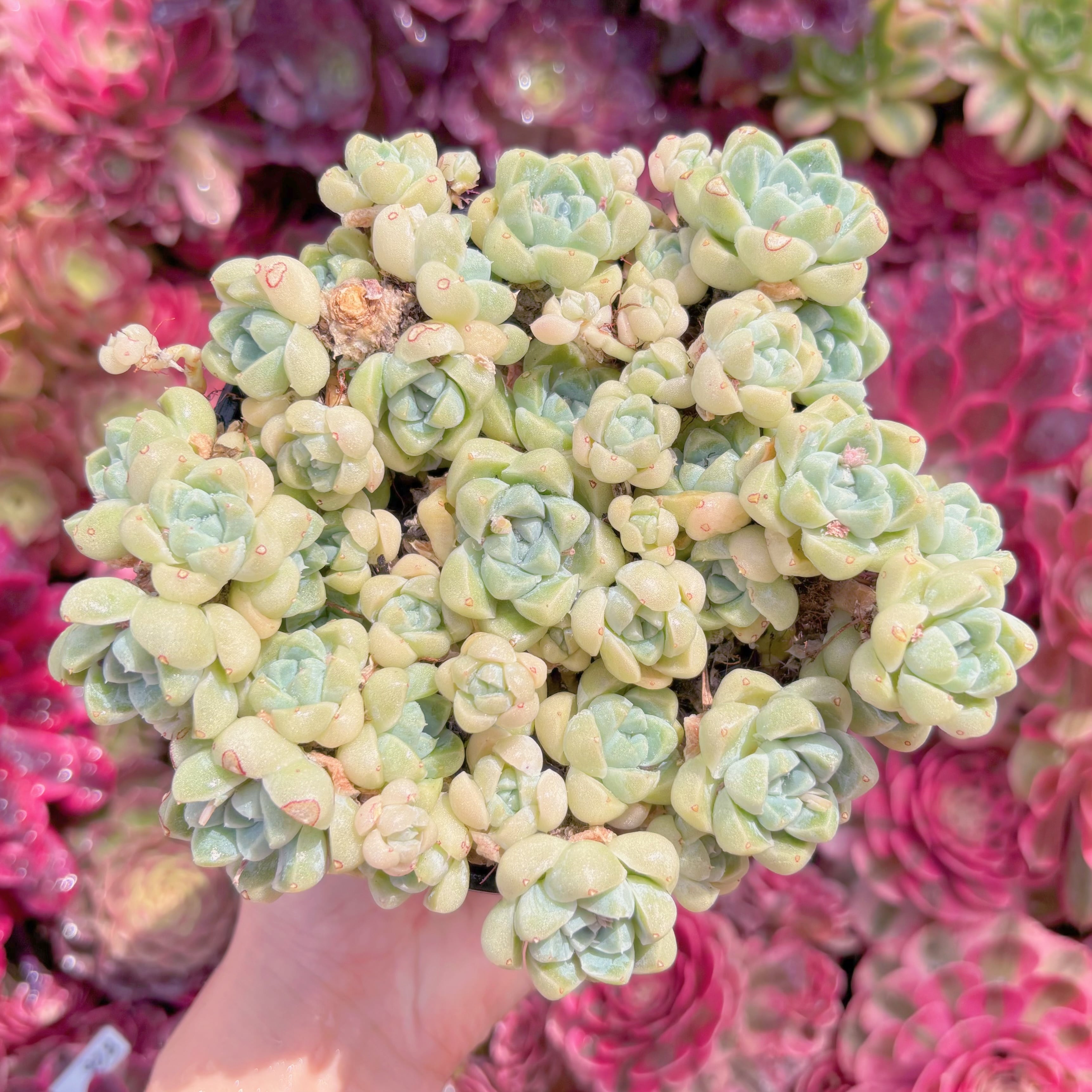 現品　白月影#M196   大群生　新入荷　るる農園