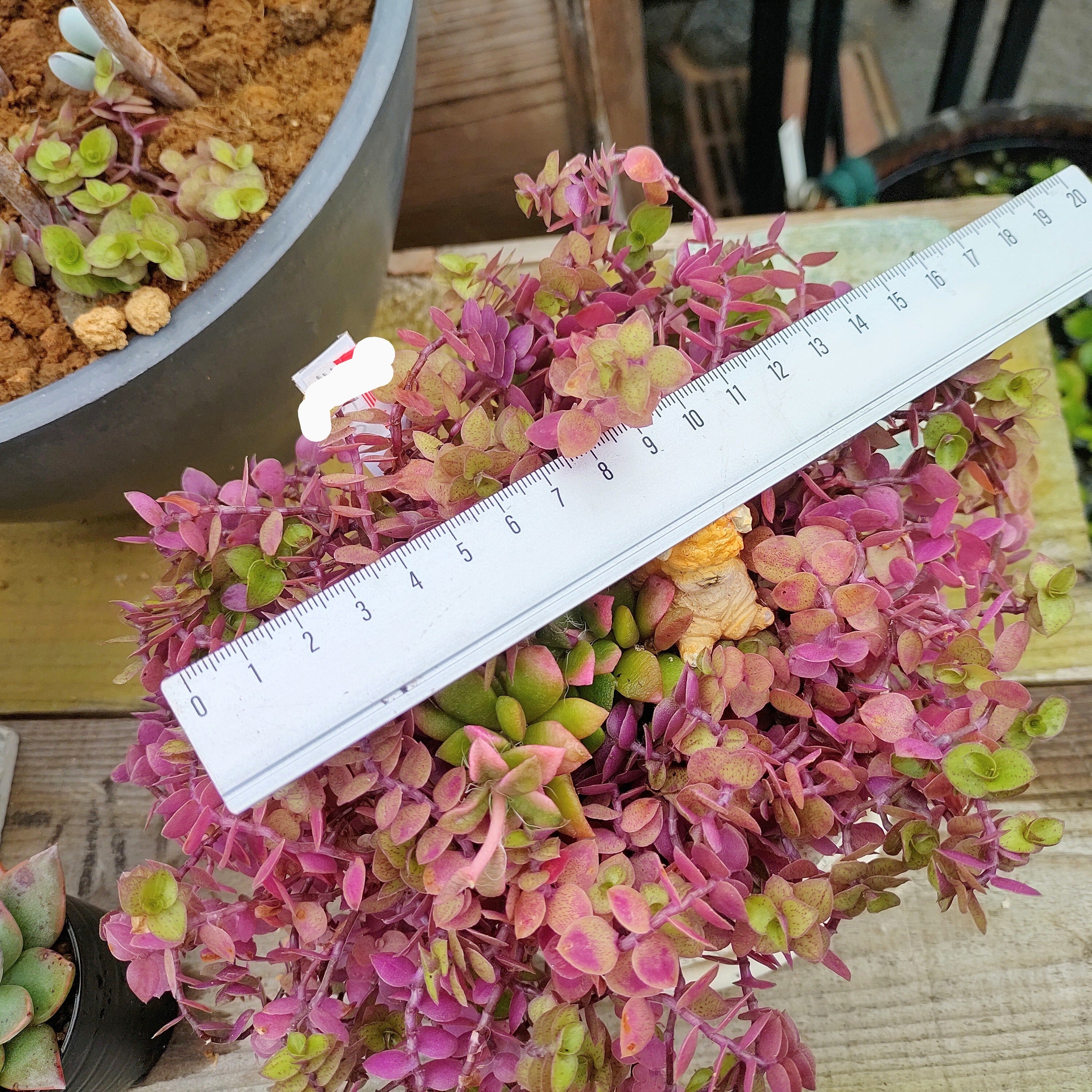 ❷現品 9cmポットごと発送❤アロマティカス 桜色カリシア 多肉植物寄せ植え ➁現品 9cmポットごと発送❤アロマティカス 桜色カリシア 多肉植物寄せ植え