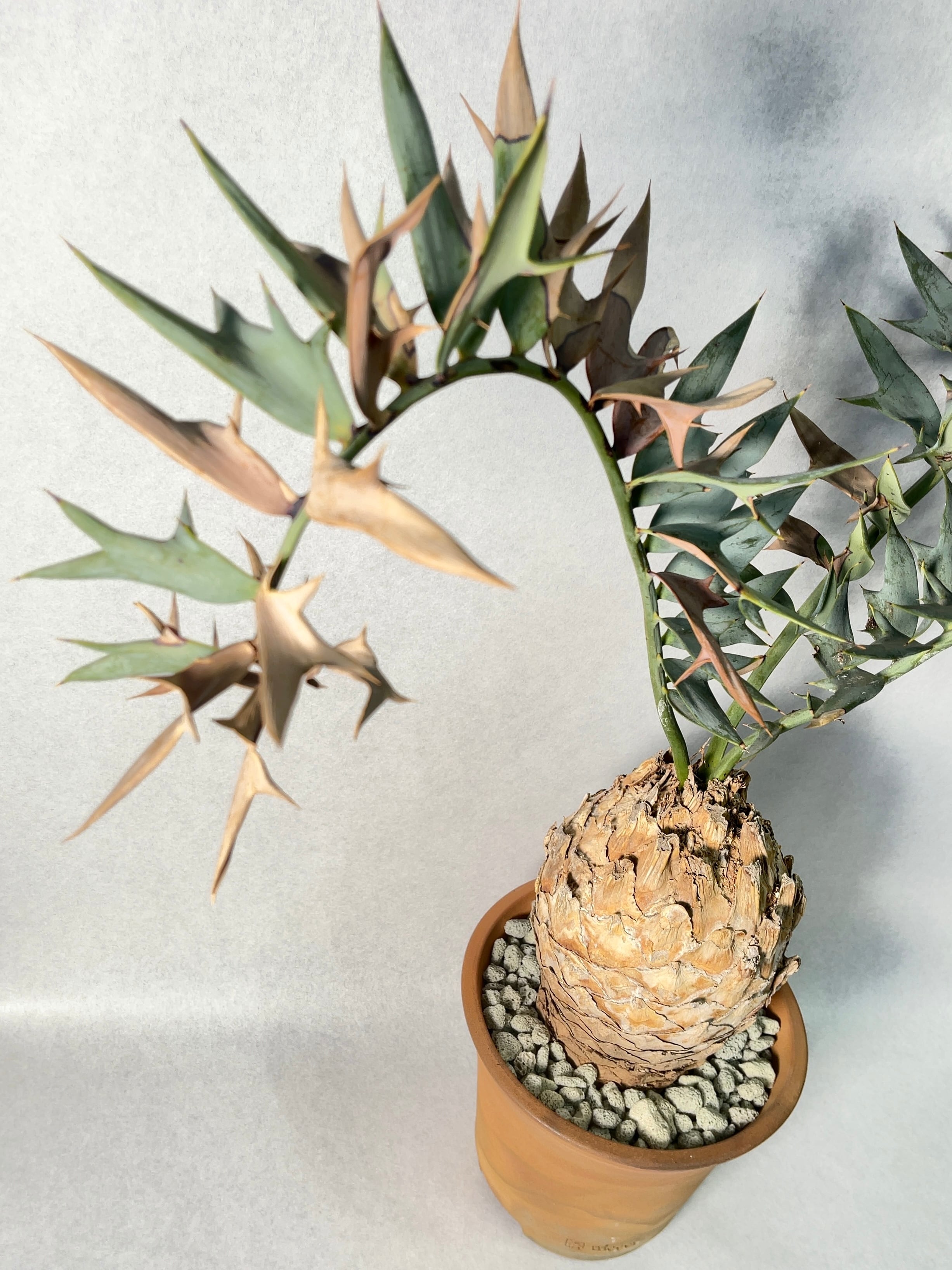 種子1粒 希少 エンセファラルトス ホリダス horridus