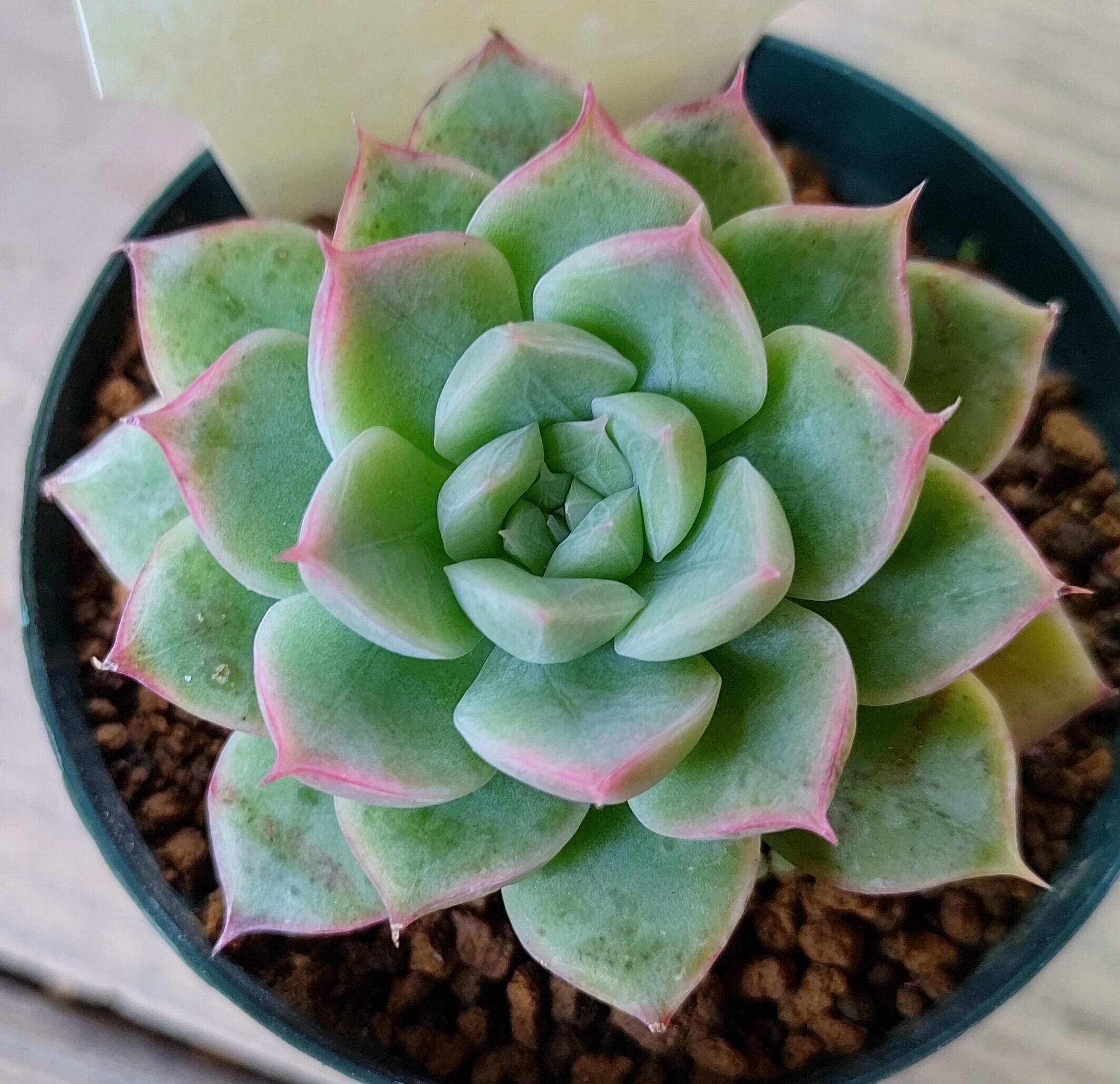 ムーンフェアリー | RuPo 多肉植物専門店