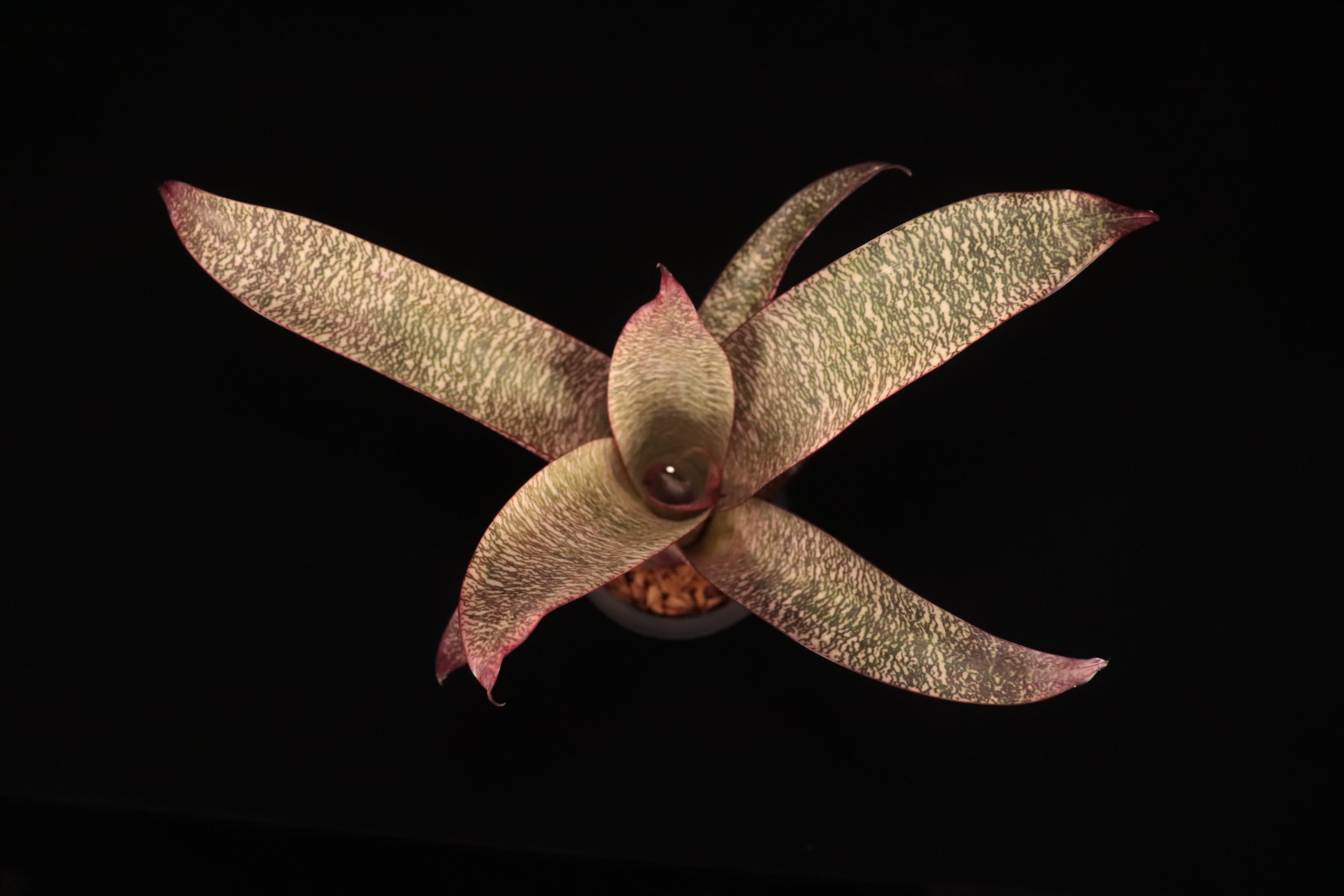 ブロメリア・エアープランツ Vriesea Ice  Berries reserved】Vriesea 'Ice Snow Berries'〔フリーセア〕現品発送V131