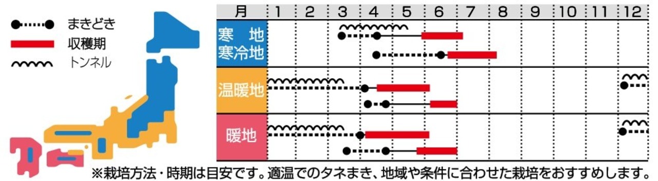 ダイコン「天宝」（小袋）・画像5