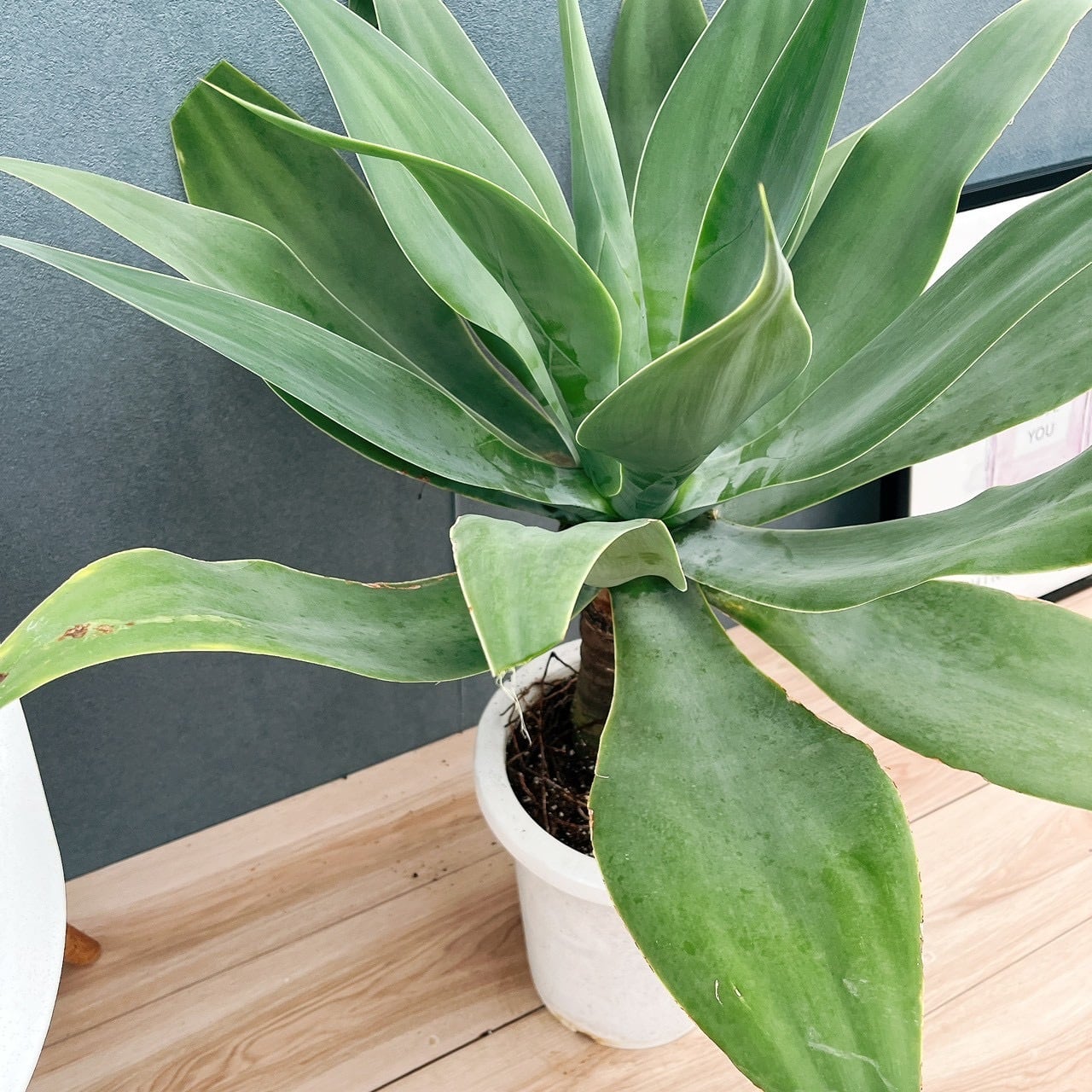 現品］K アガベ アテナータ 8号 観葉植物 大型 綺麗 屋外 多肉植物