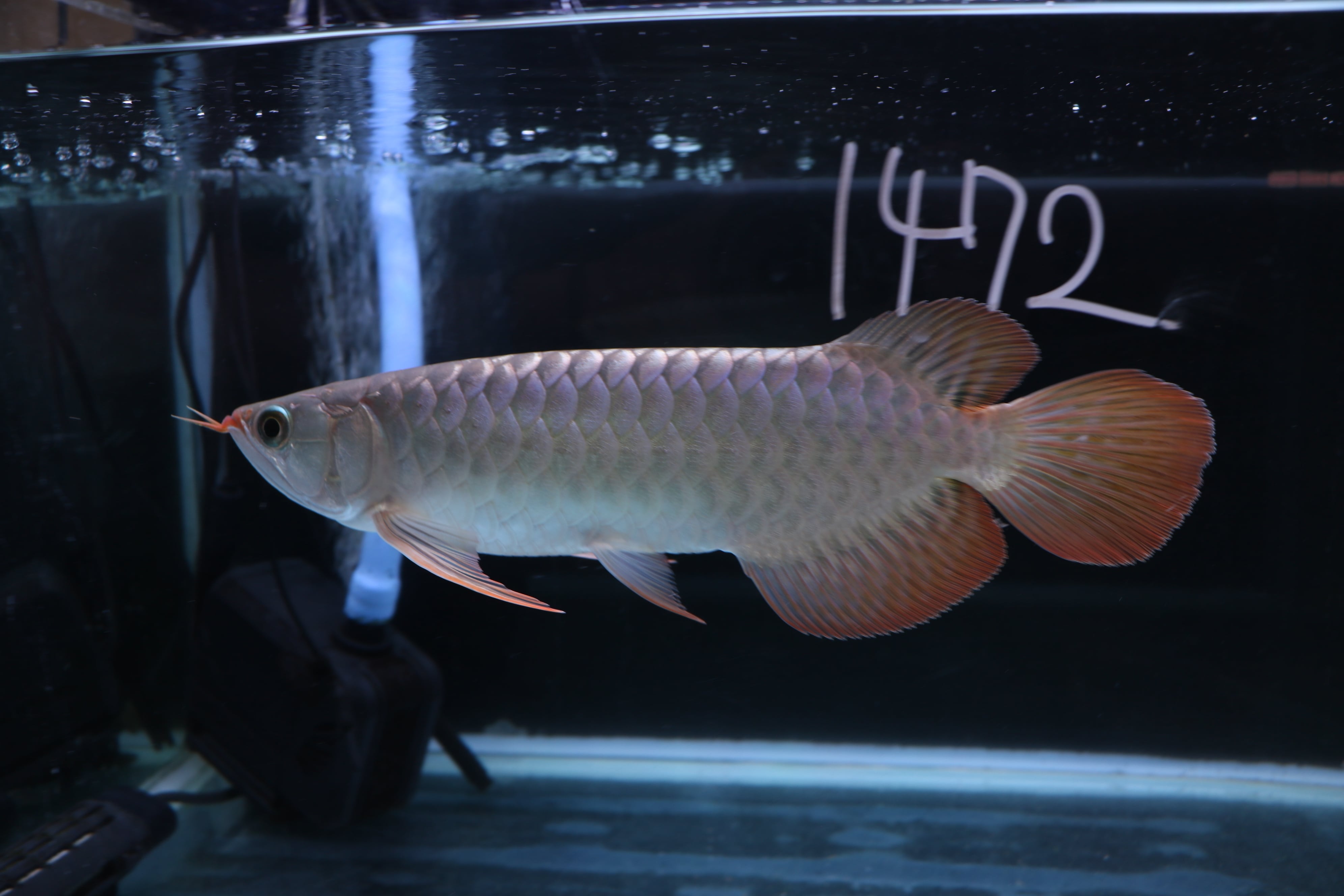 アロワナ等の大型魚・熱帯魚のオンライン販売店 AROHOLIC（アロホリック）