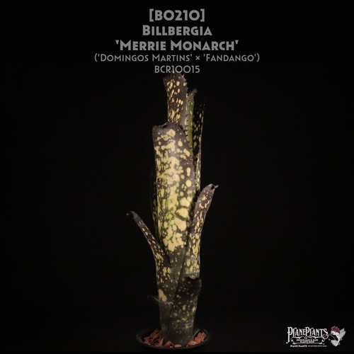 【送料無料】Billbergia 'Merrie Monarch'〔ビルベルギア〕現品発送B0210