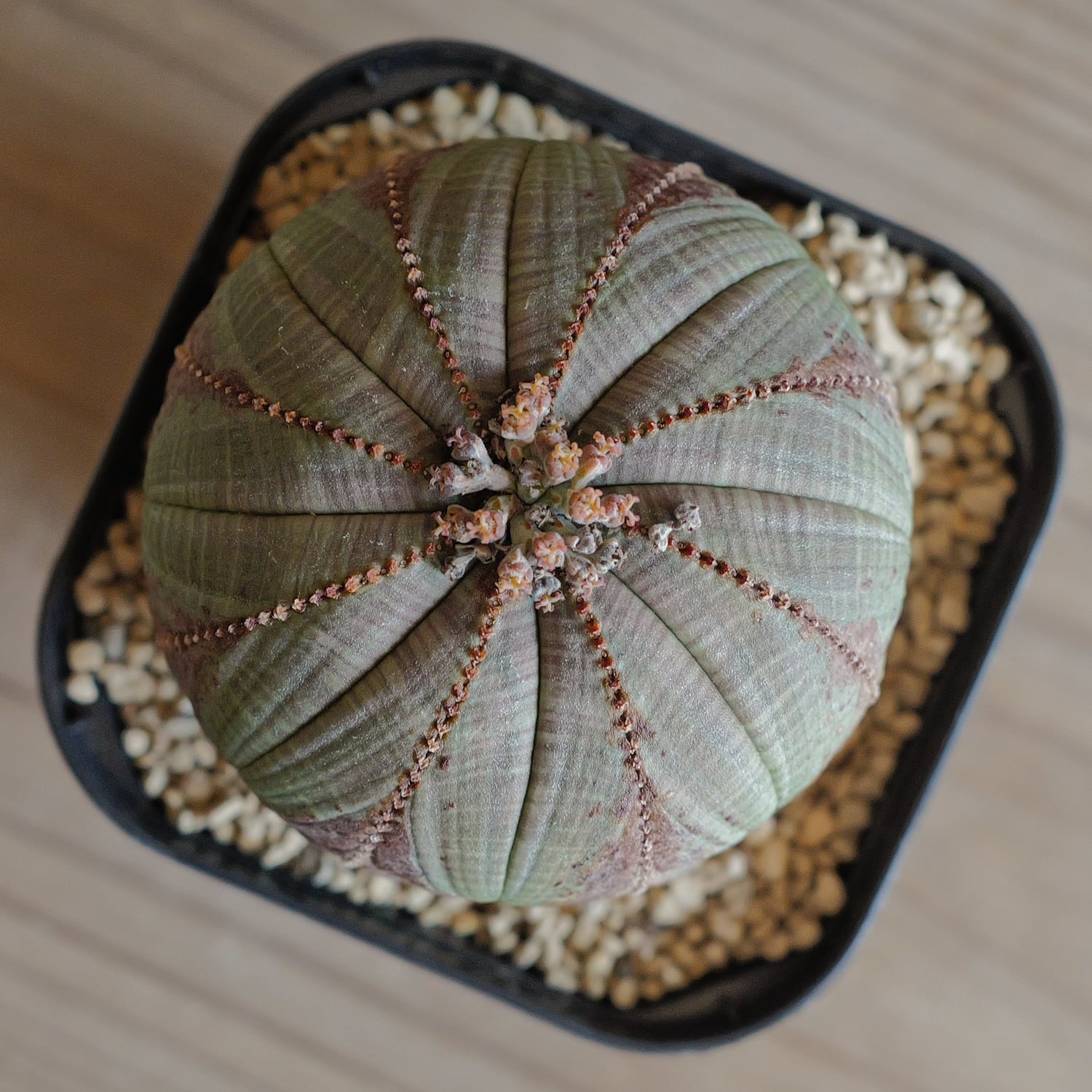 メス株 最大幅 約7.5cm 木質化 美模様 まん丸 オベサ / ユーフォルビア