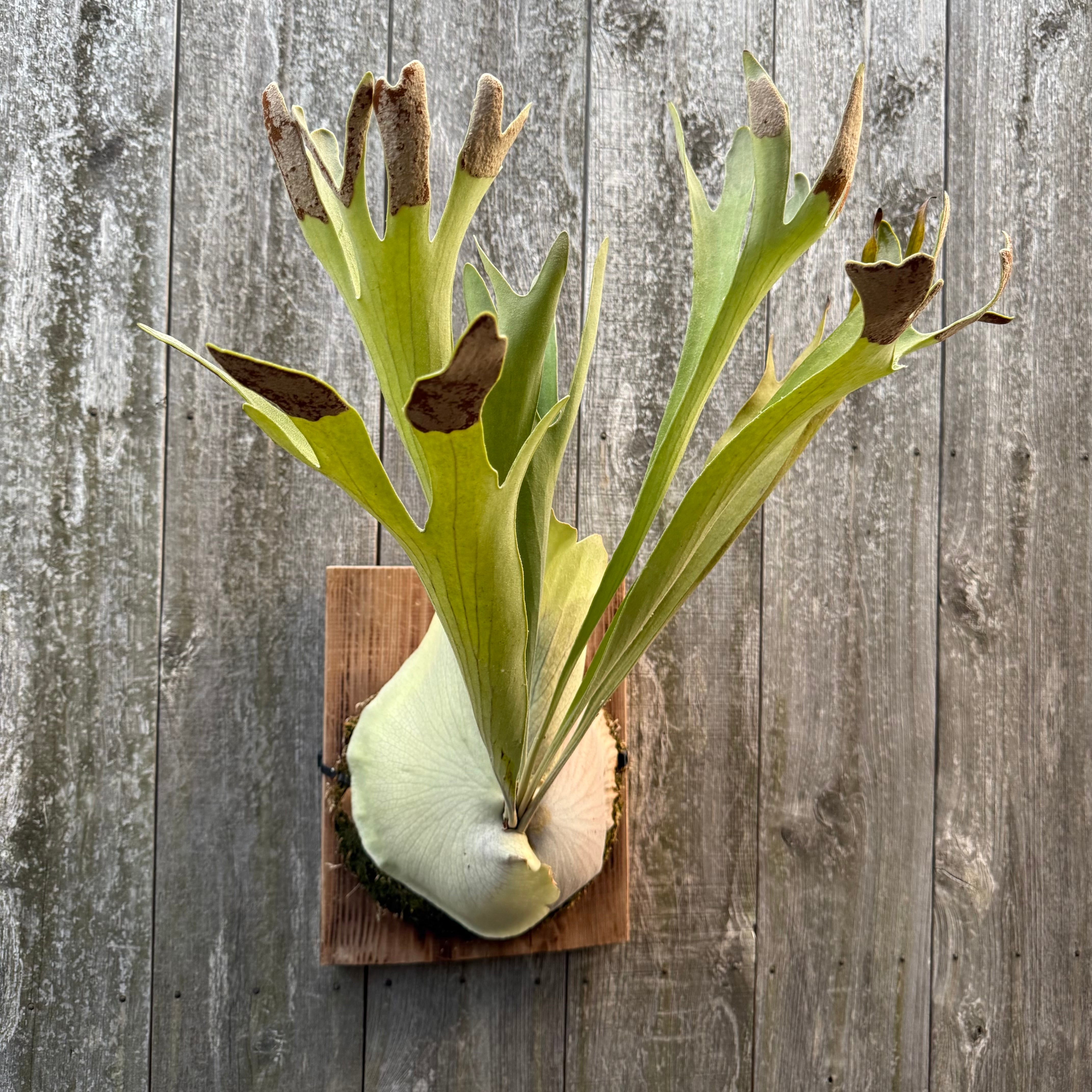 P. Yamata no Orochi (pup) | naturefix