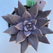 【現物商品】ECHEVERIA craigiana,Chihuahua ① 原種 実生苗