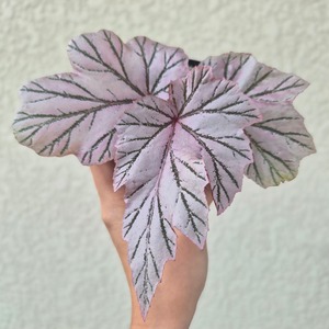 ①《Begonia Lamoon》ベゴニア ラームン　観葉植物 ／ポット発送
