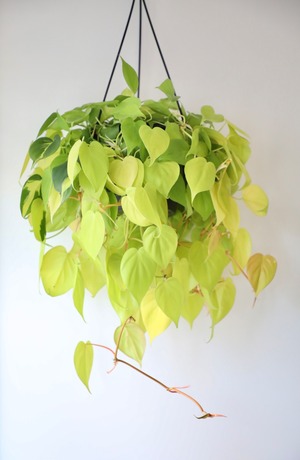 【M】フィロデンドロン オキシカルジウム ライム/Philodendron  ※プラハンギングポット付き