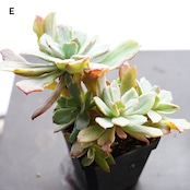 選べる抜き苗 ホルウェイ錦 大株群生1〜6頭 Echeveria 'Holwayi Variegated'