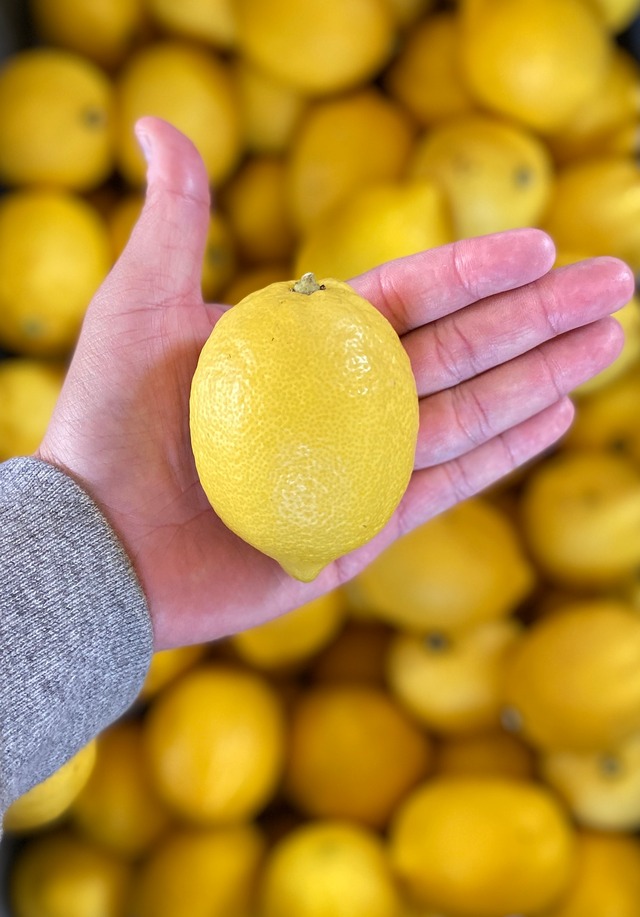 【数量限定SALE】越冬完熟の島レモン 1kg〜（ハウス栽培）