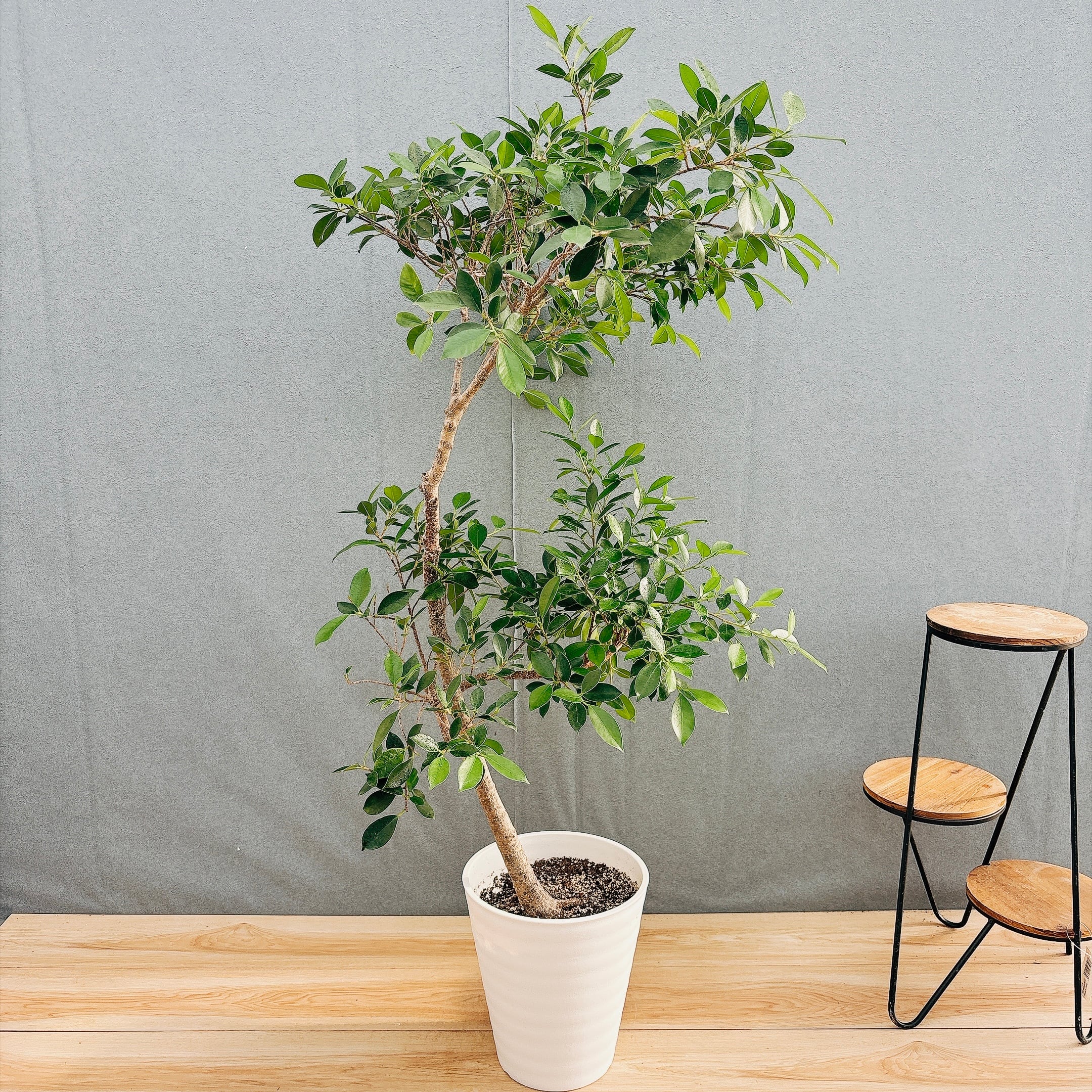 ［現品］F1 フィカス　アムステルダムキング　８号　観葉植物　大型　室内 現品］F1 フィカス アムステルダムキング 8号 観葉植物 大型 室内