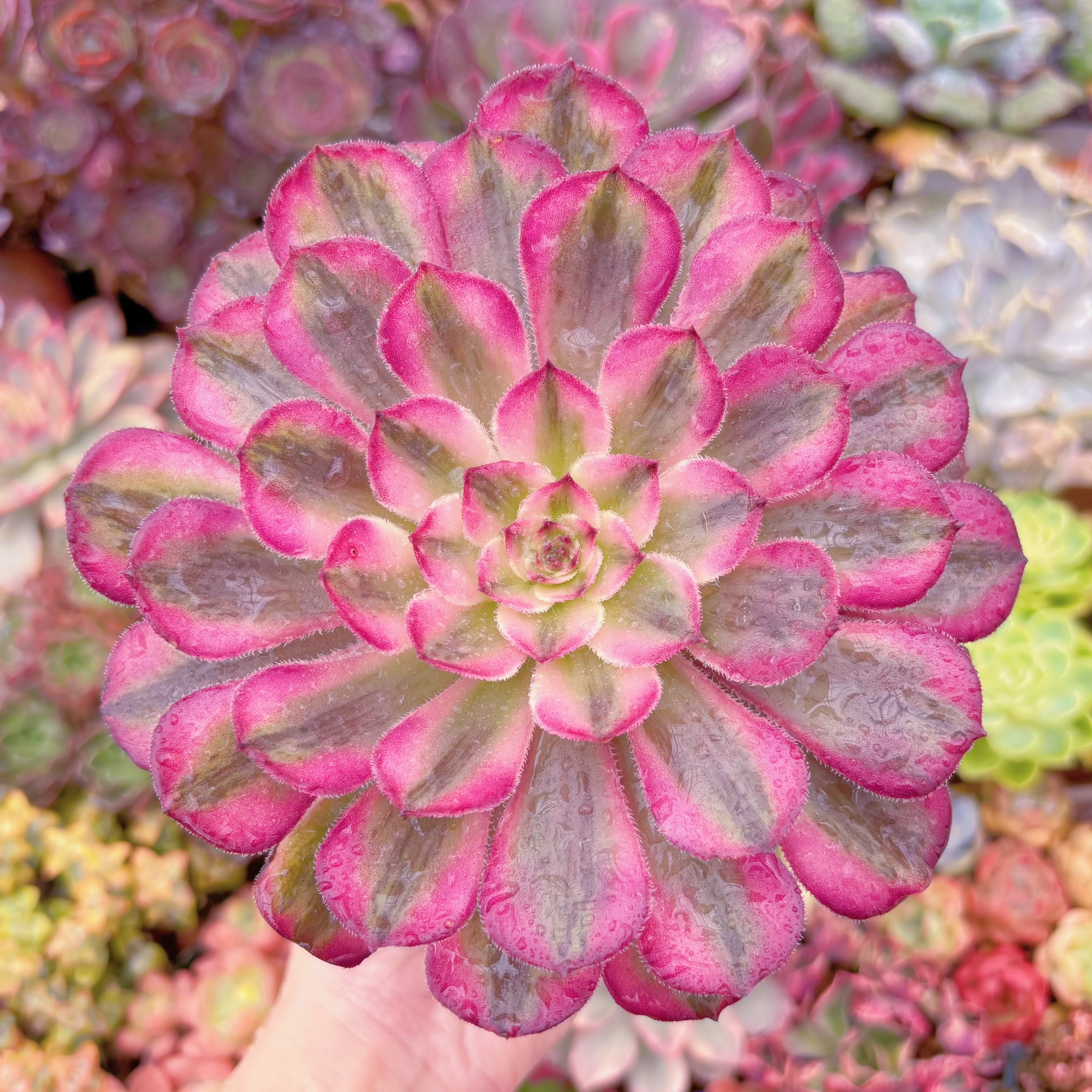 現品　白月光#B56　大群生　るる農園