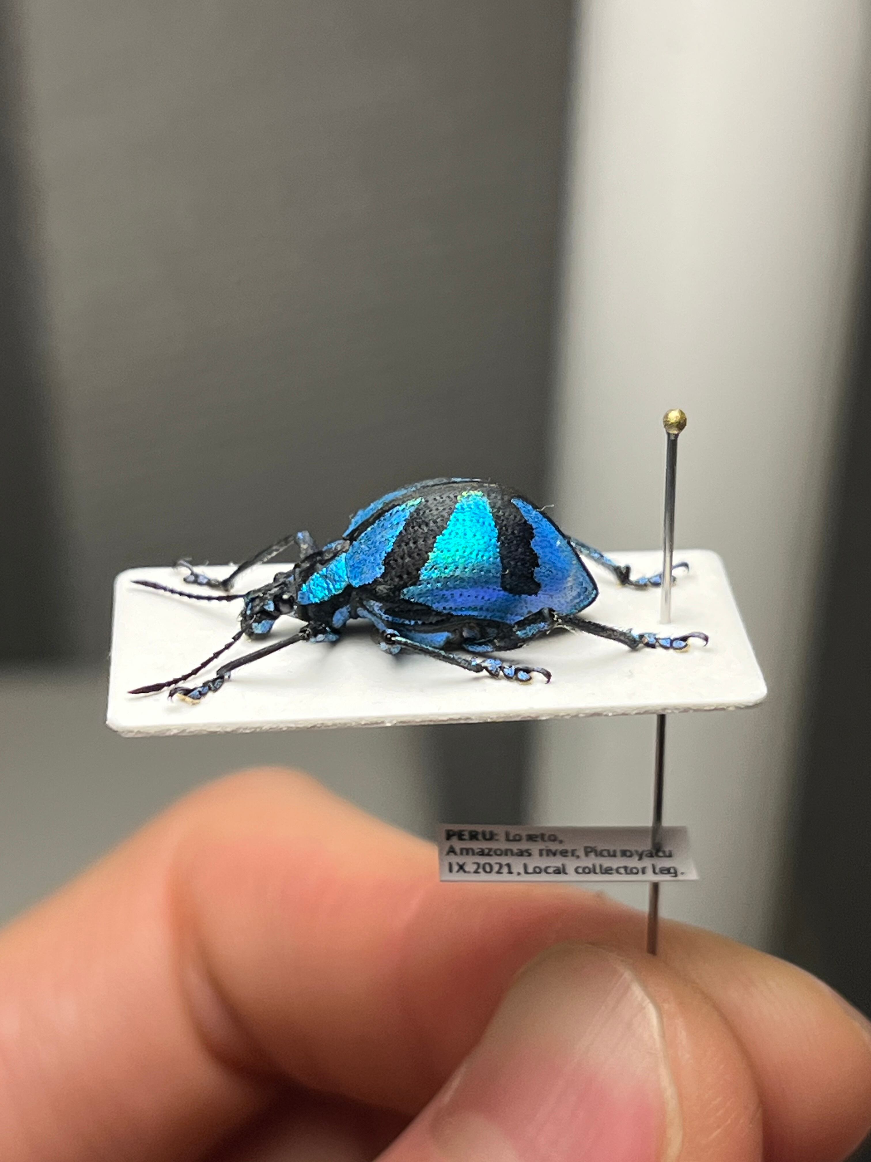 16mm】メタリックブルーゾウムシ ペルー産 昆虫標本Polyteles タマムシ