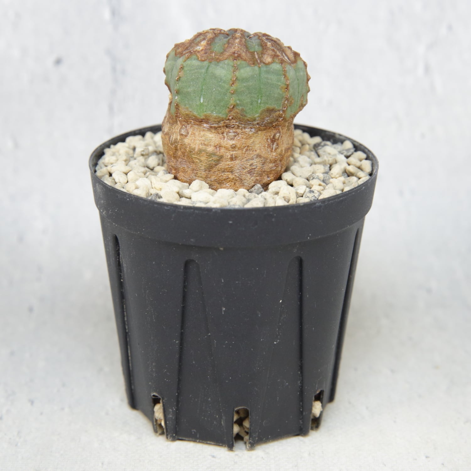 超厳選株】木質化 超マイクロ オベサ / ユーフォルビア | LIGHTHOUSE