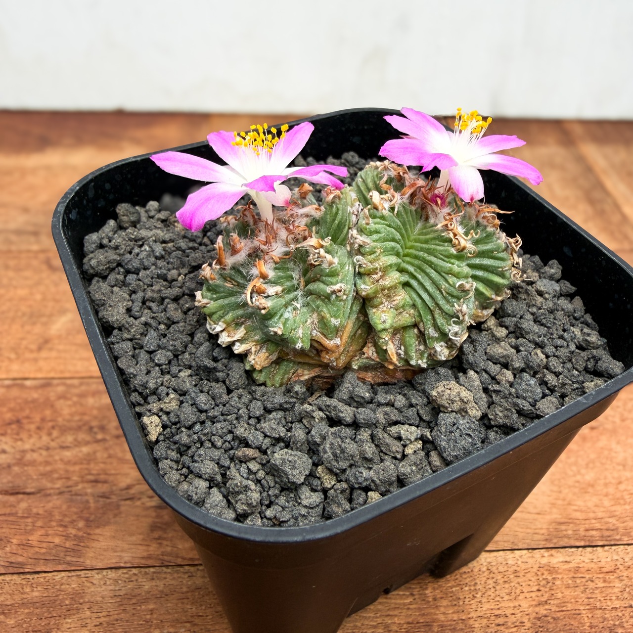 Aztekium ritteri 'Valdezii'【アズテキウム・紅籠・カキ仔】
