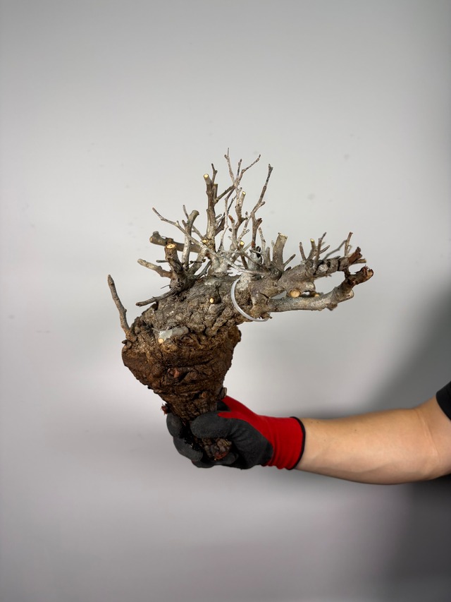 F161 現地発根株 オペルクリカリア パキプス 6/15 入荷 Operculicarya pachypus 塊根植物 現地球