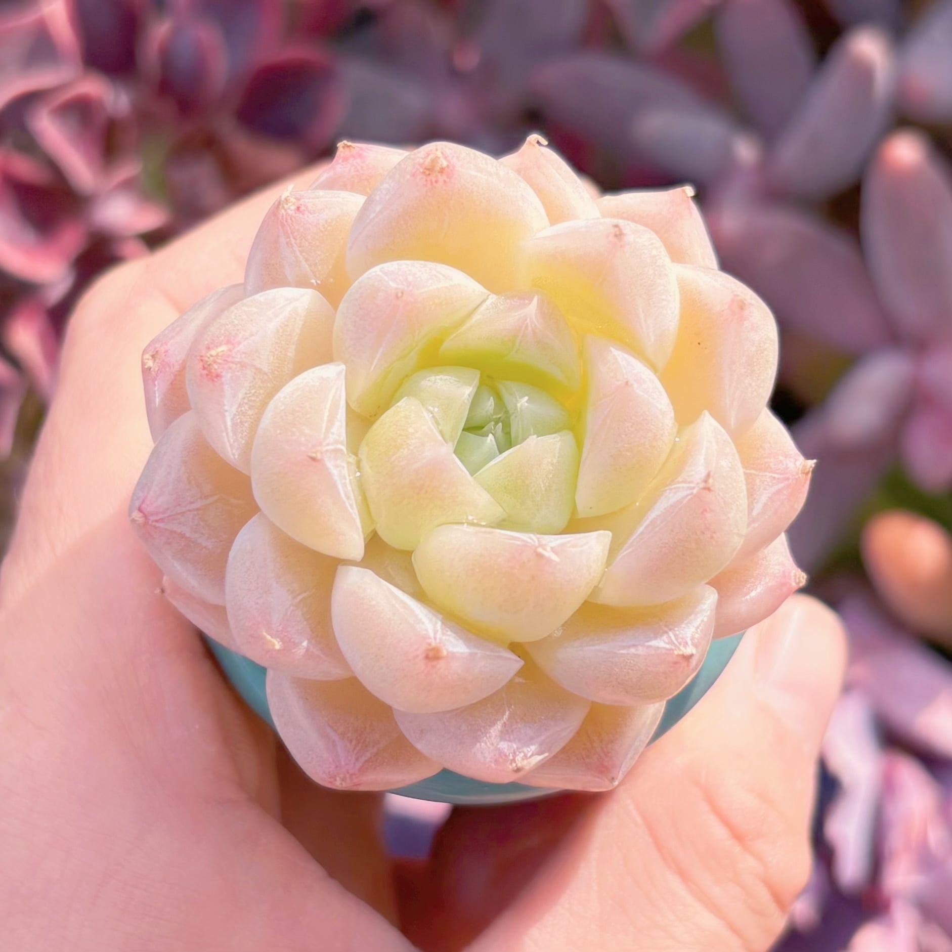 多肉植物 氷川 新入荷 るる農園 | るる農園~多肉植物専門