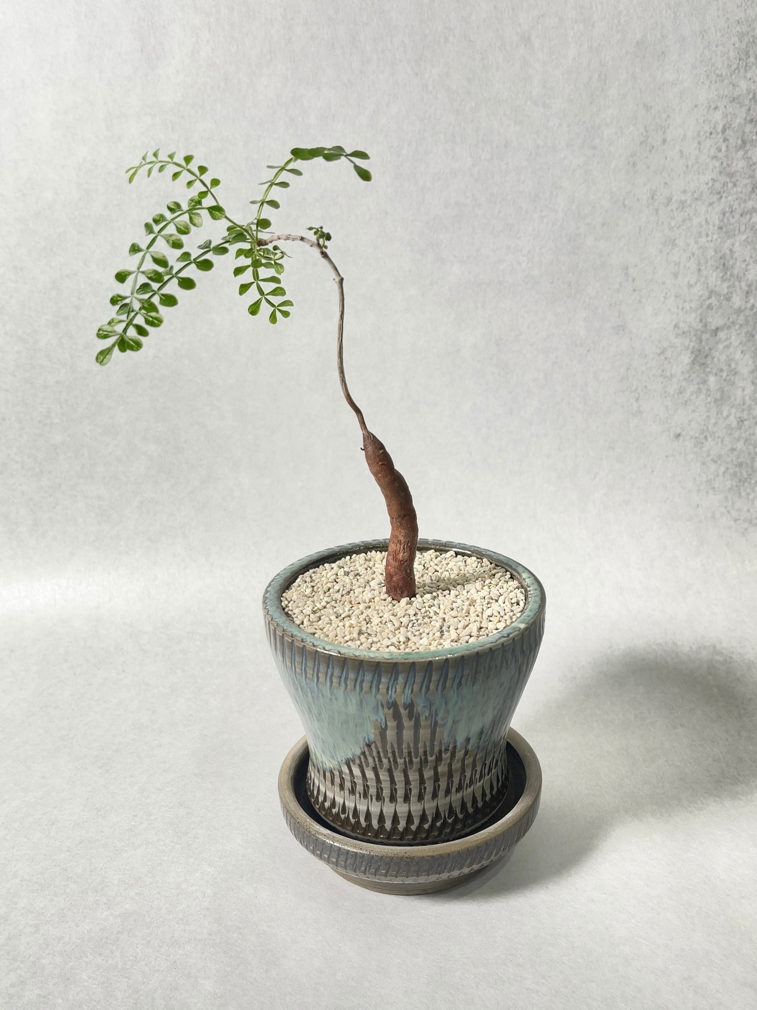 最終価格　植木鉢 作家鉢 陶器 検）塊根植物 アガベ パキプス グラキリス 最終価格 植木鉢 作家鉢 陶器 検）塊根植物 アガベ パキプス グラキリス