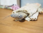 手編みニットのビンテージドール　セルロイド・抱きぐるみ 画像19