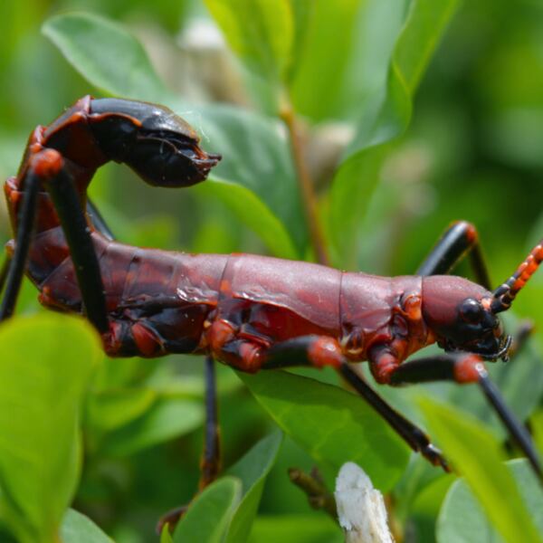 卵5個】ソーセージナナフシ コノハムシカマキリマンティスコロギス