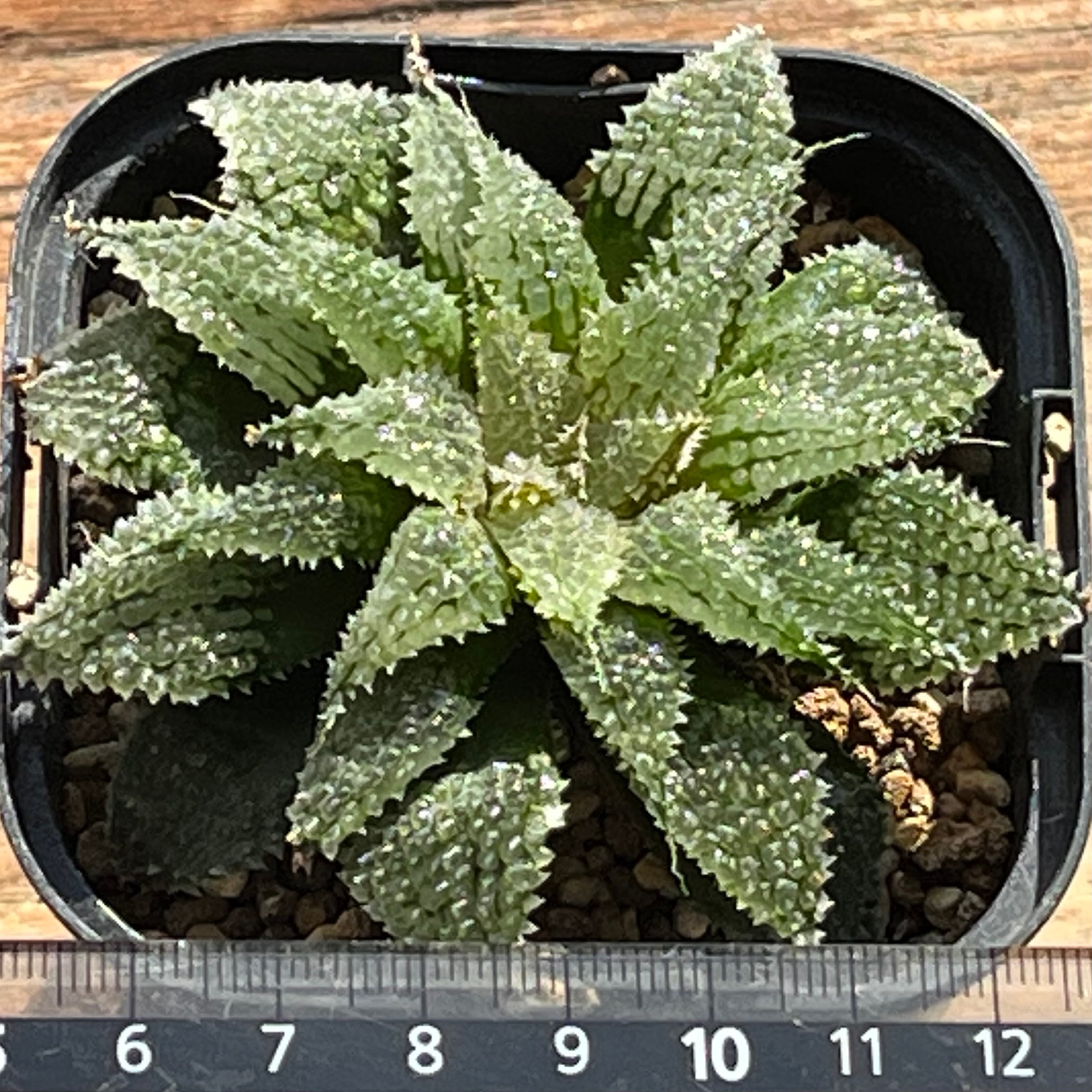 ハオルチア スターズフェアリー | mocono_plants