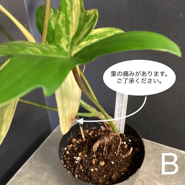 室内向き】【おしゃれ オシャレなインテリア】フィロデンドロン 室内向き】【おしゃれ オシャレなインテリア】フィロデンドロン