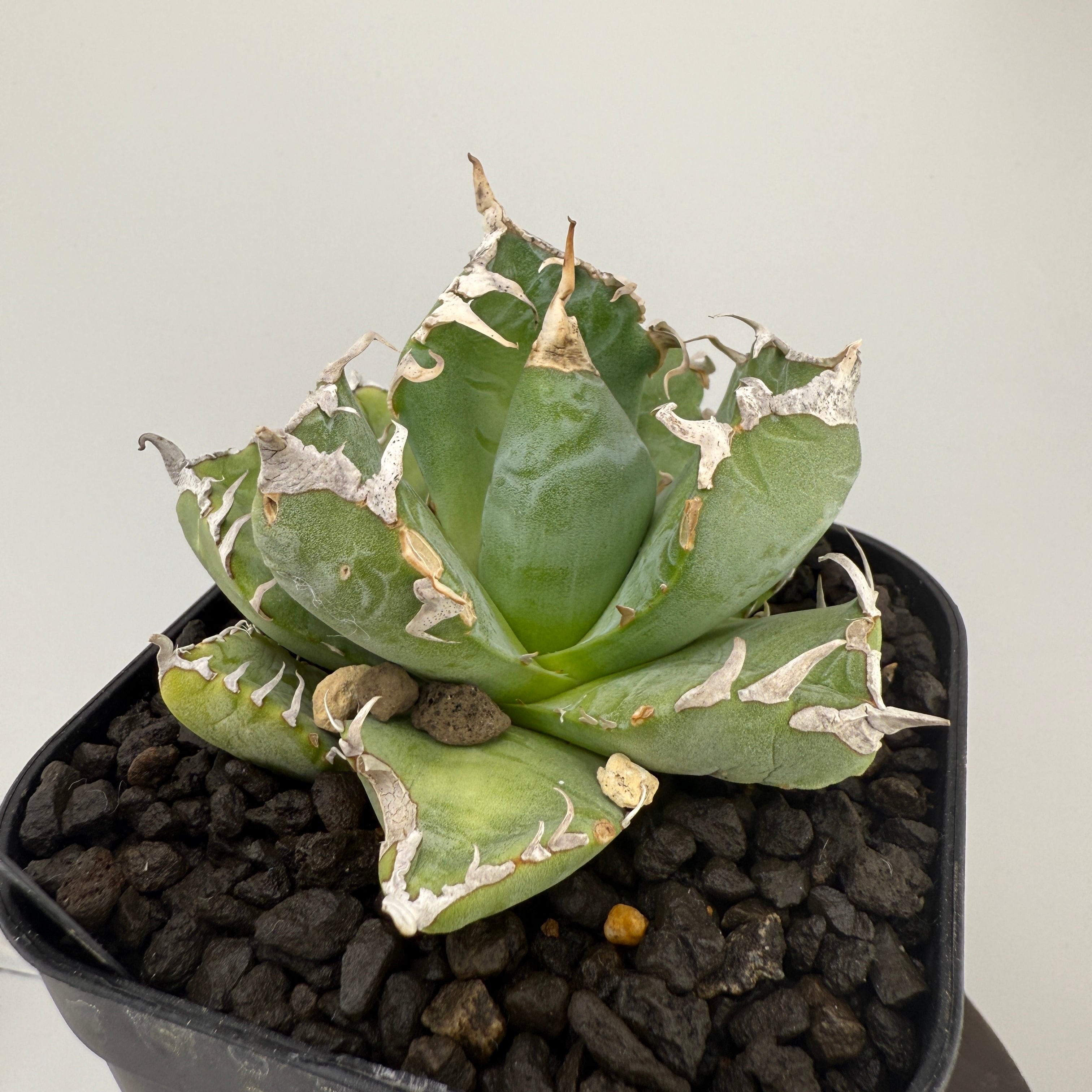 No.2 魔丸 Agave titanota