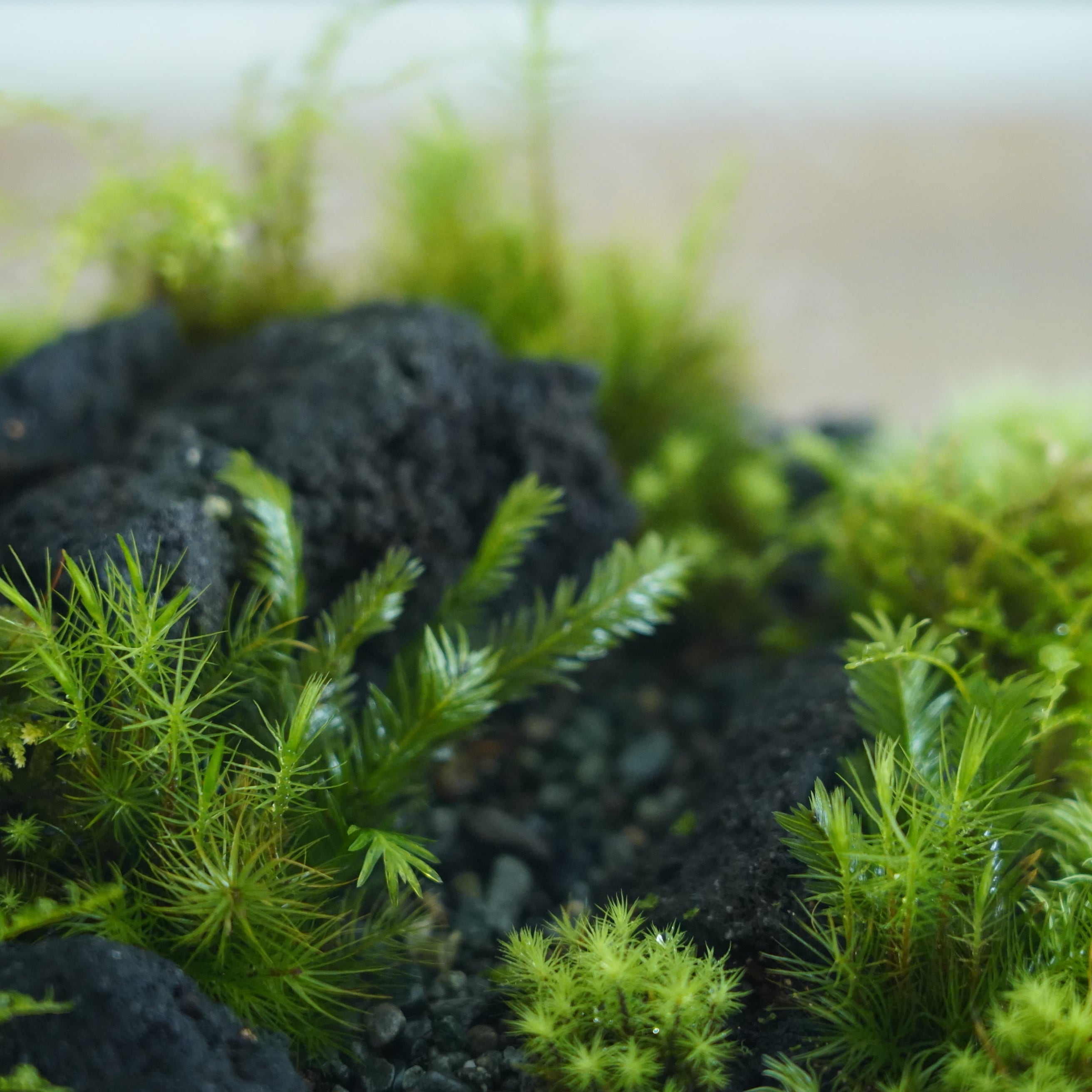 苔テラリウム作品『山の思い出』◇限定作品 4.19#3 | 苔テラリウム専門