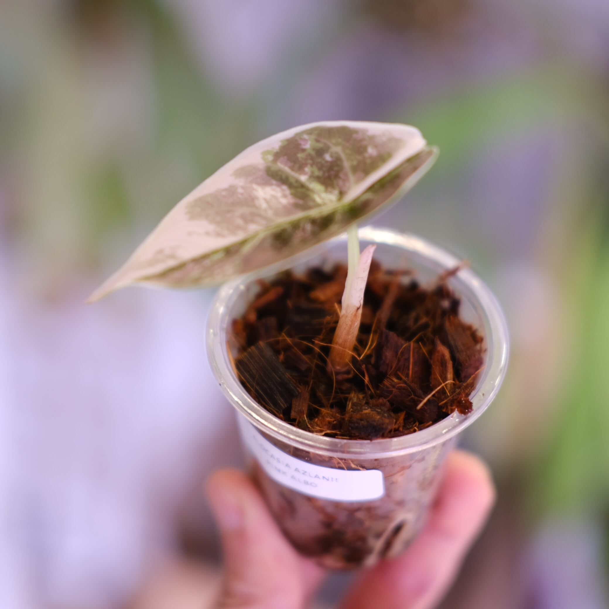 極上 アロカシア アズラニー ピンク アロカシア アズラニー ピンク アルボ②│Alocasia azlanii pink albo